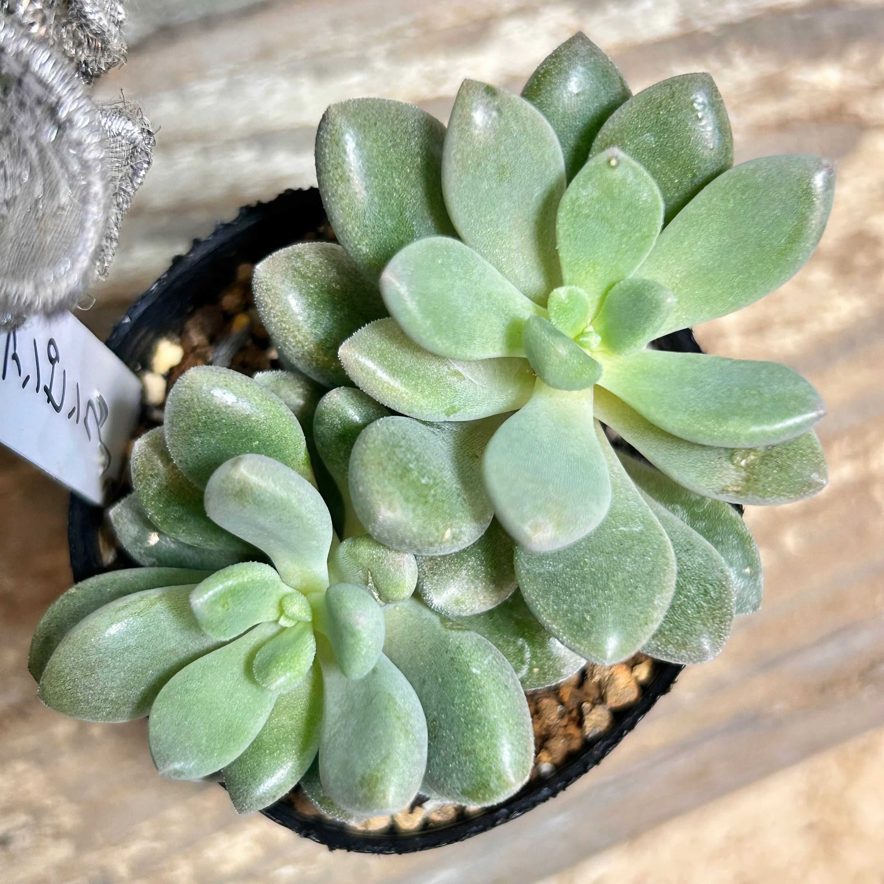 姫秀麗錦 限定1点 | RuPo 多肉植物専門店