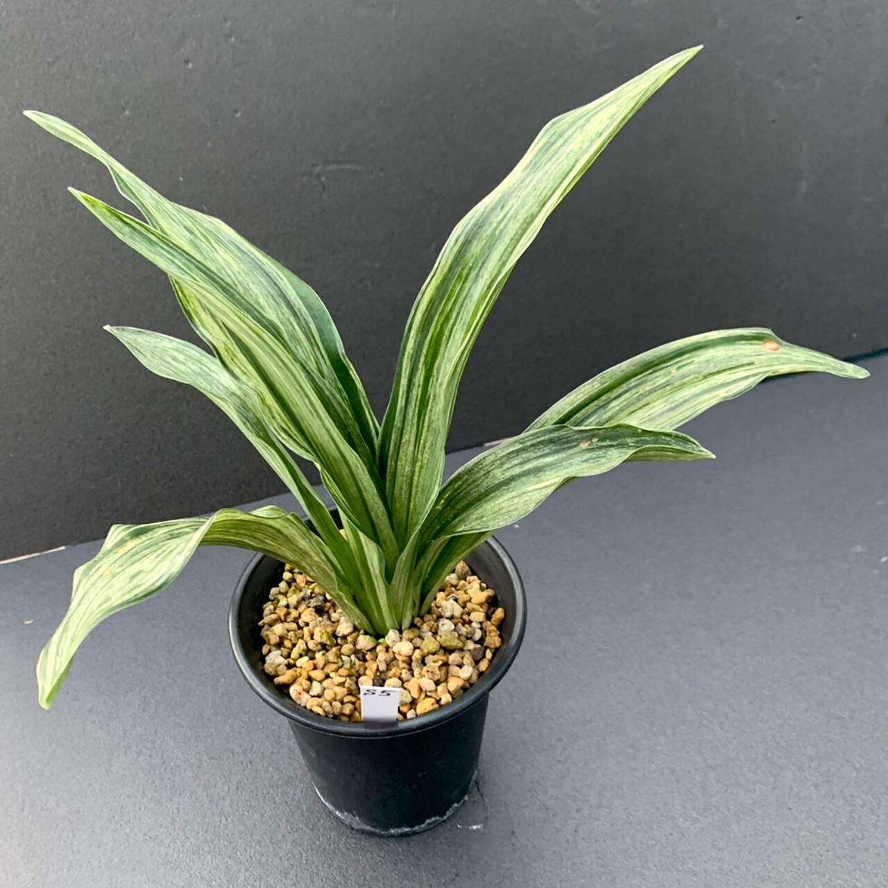 万年青「最晃閣」 【公式通販】