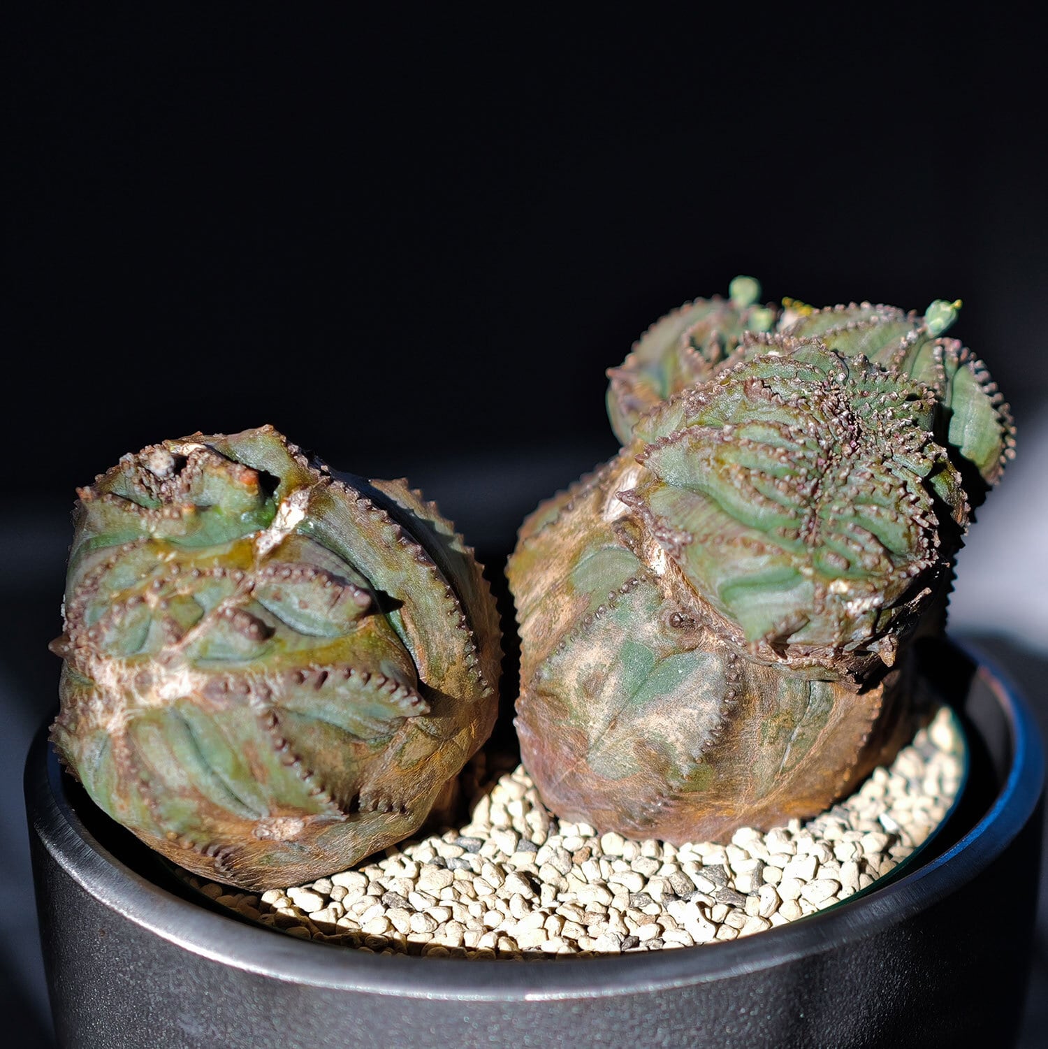 オス株【超厳選株】大株 最大幅約12.5cm ダブルヘッド 綴化 石化 オベサ / ユーフォルビア