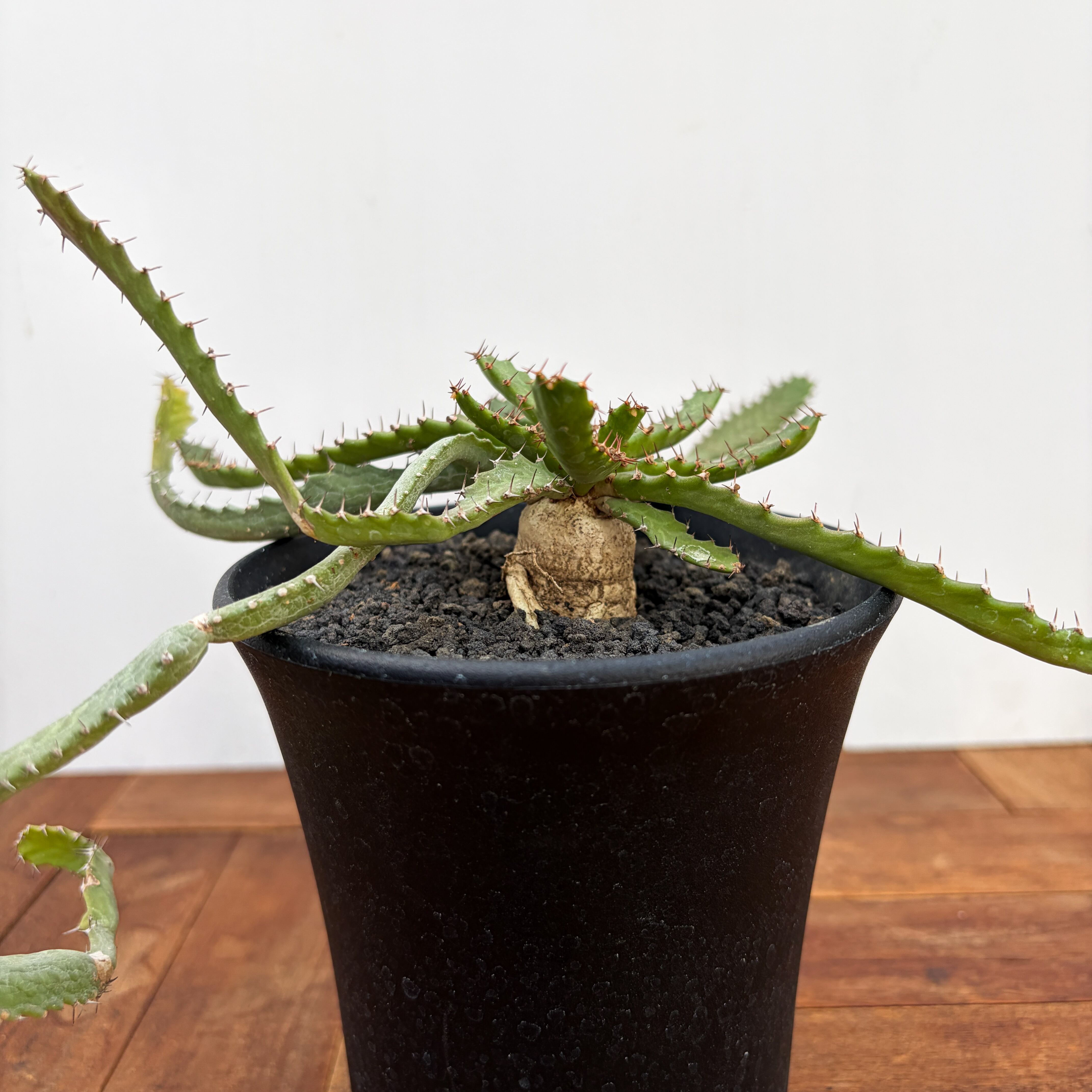 Euphorbia stellata【ユーフォルビア・飛竜・実生】 | RIMO'S GREEN