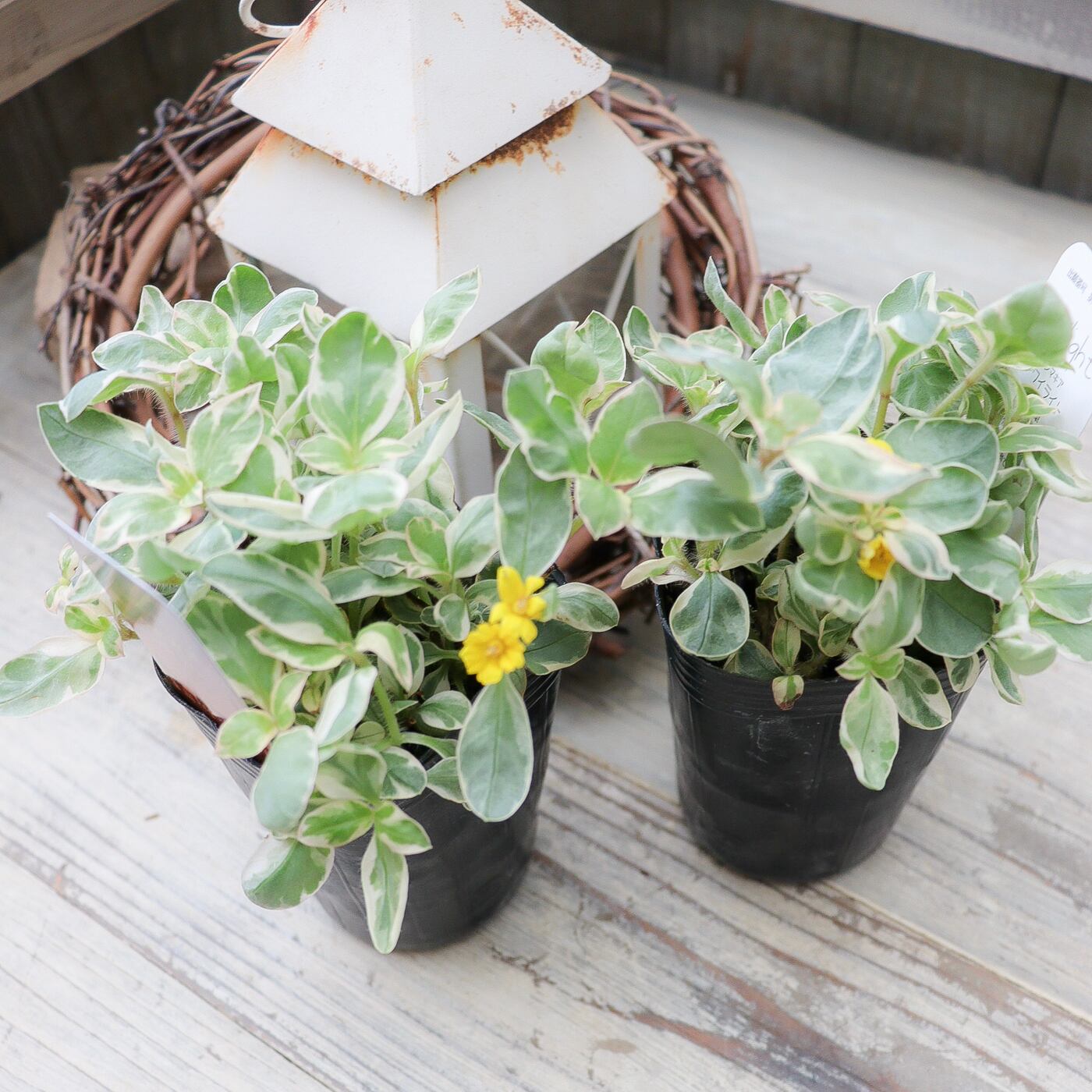 リシマキア 'トワイライト' 斑入りリーフ苗 ― 淡いグリーンとクリーム