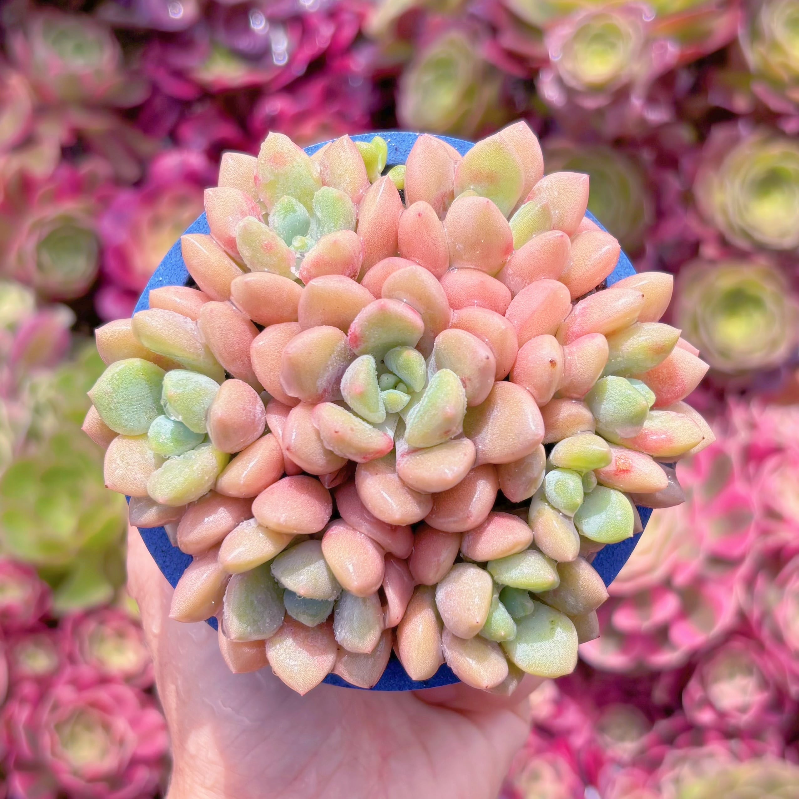 多肉植物　ラブリーディア(7苗)　新入荷　るる農園