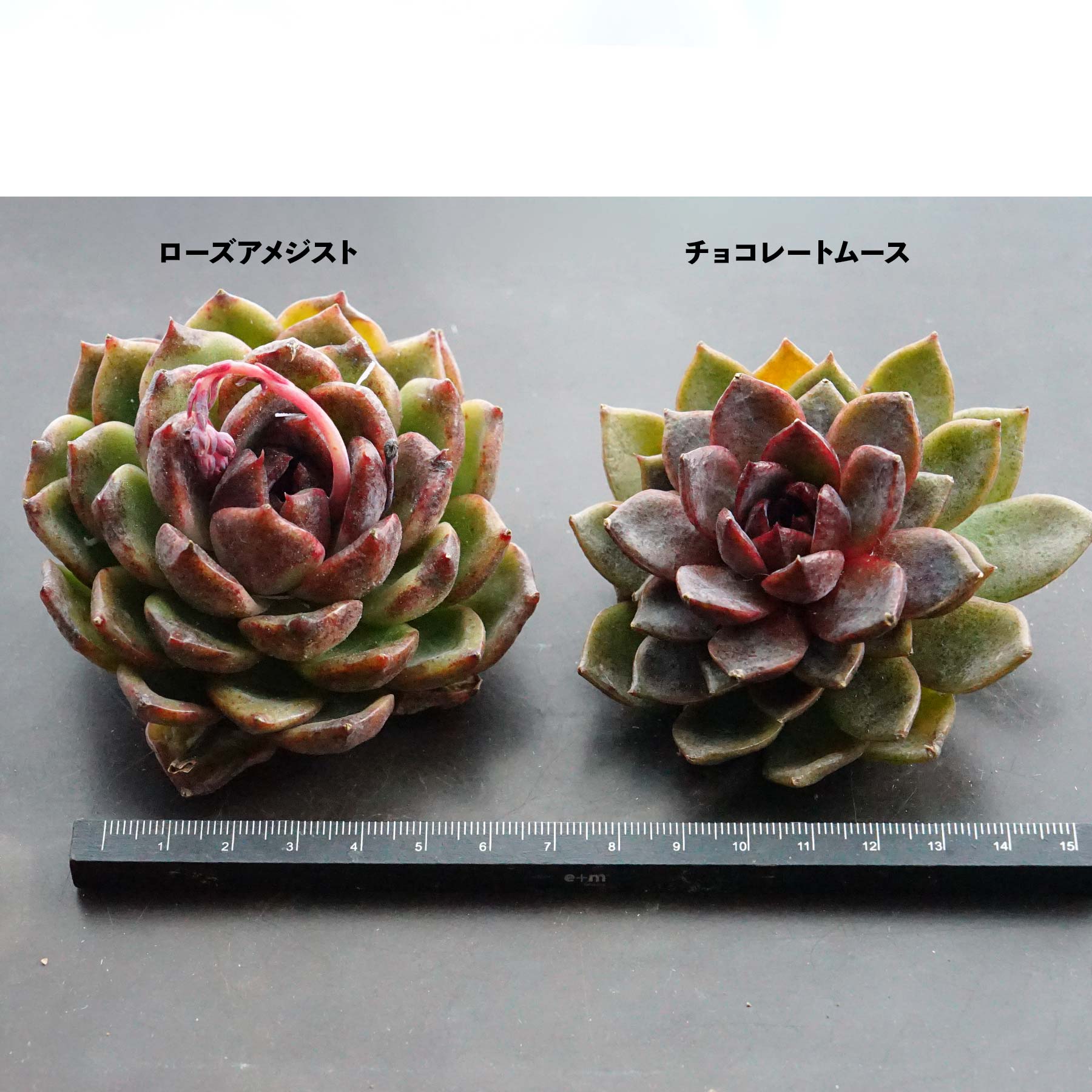 紫水晶 パープルクリスタル エケベリア 多肉植物 抜き苗 【公式通販】