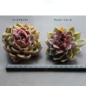 カット苗 ローズアメジスト 標準サイズ Echeveria 'Rose Amethyst'