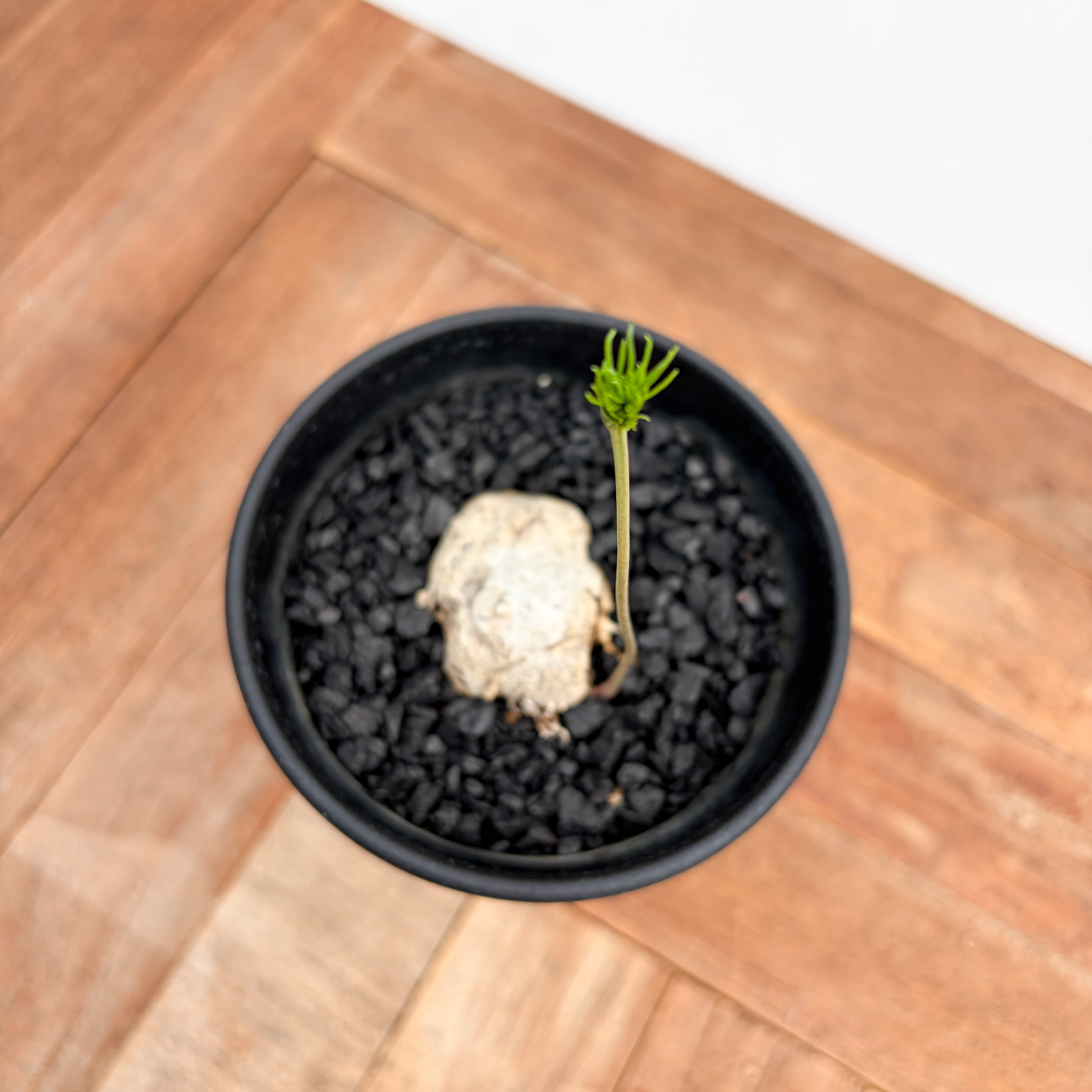 Eriospermum multifidum【エリオスペルマム・ムルチフィダ】 | RIMO'S