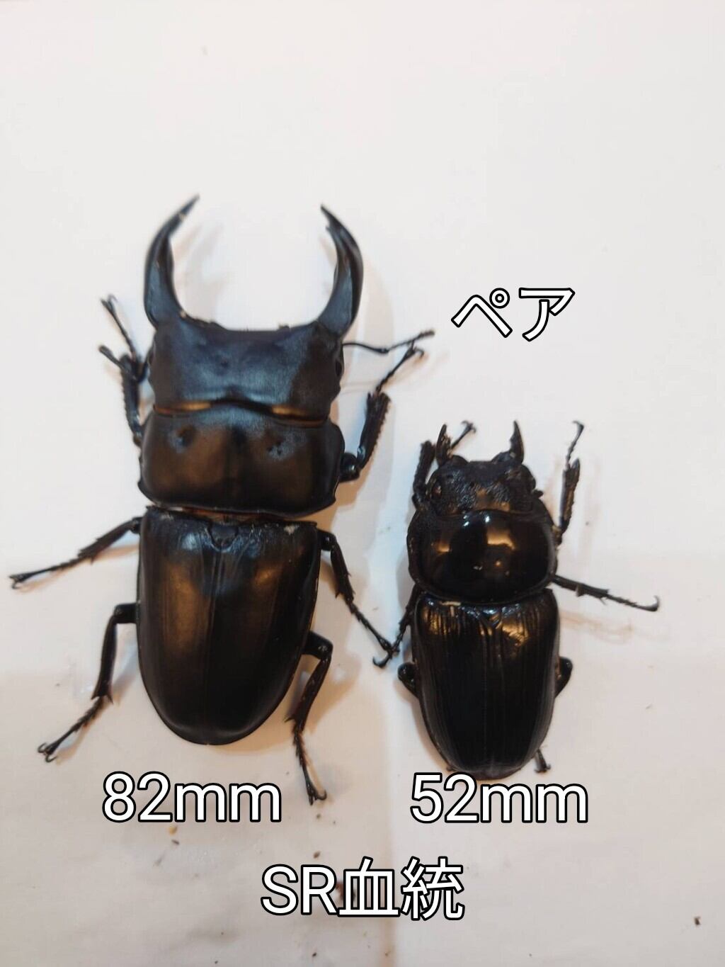 新成虫ペア】ヤエヤママルバネクワガタ | Pay ID