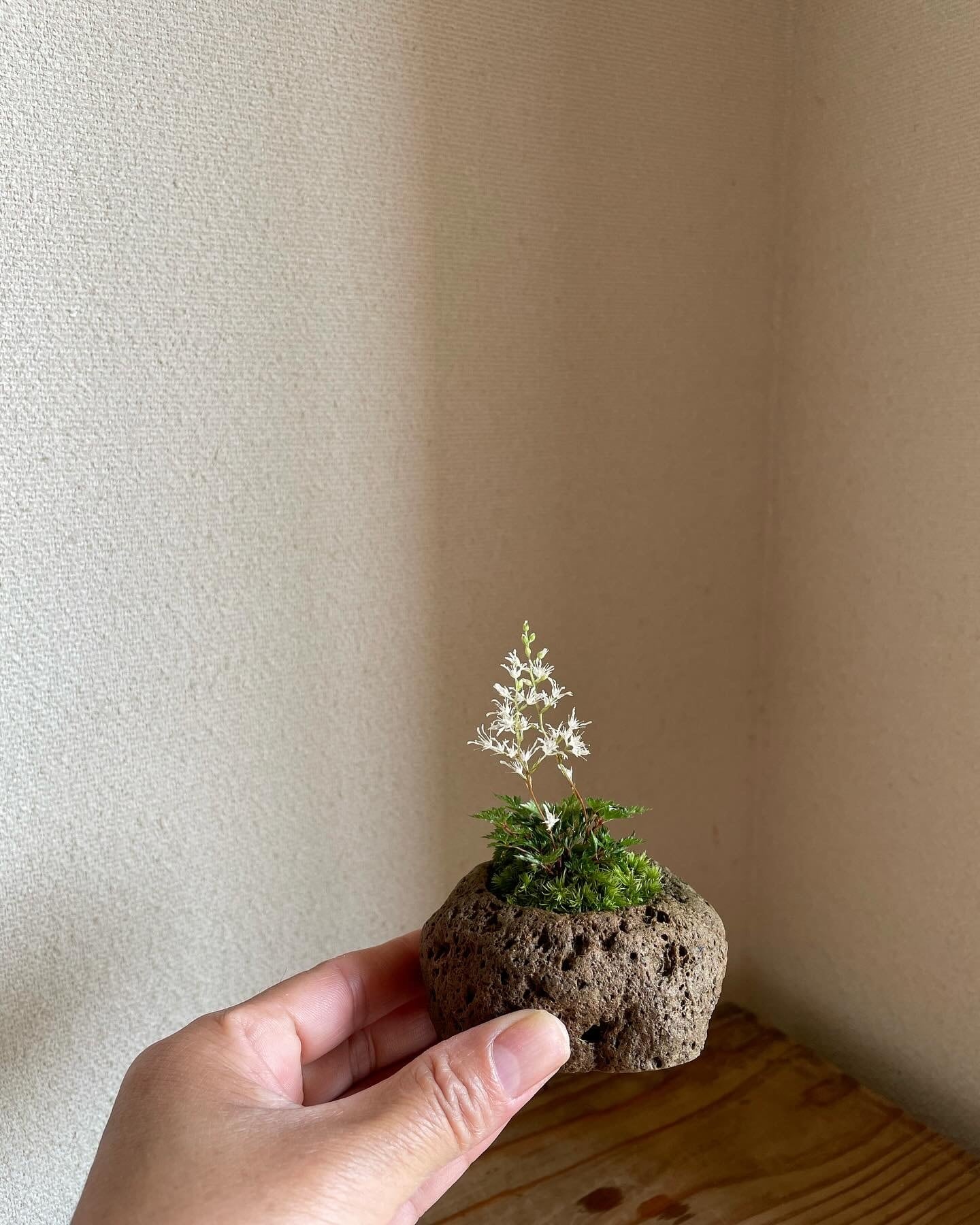 石付き屋久島升麻 ヤクシマショウマ | もすりぃ