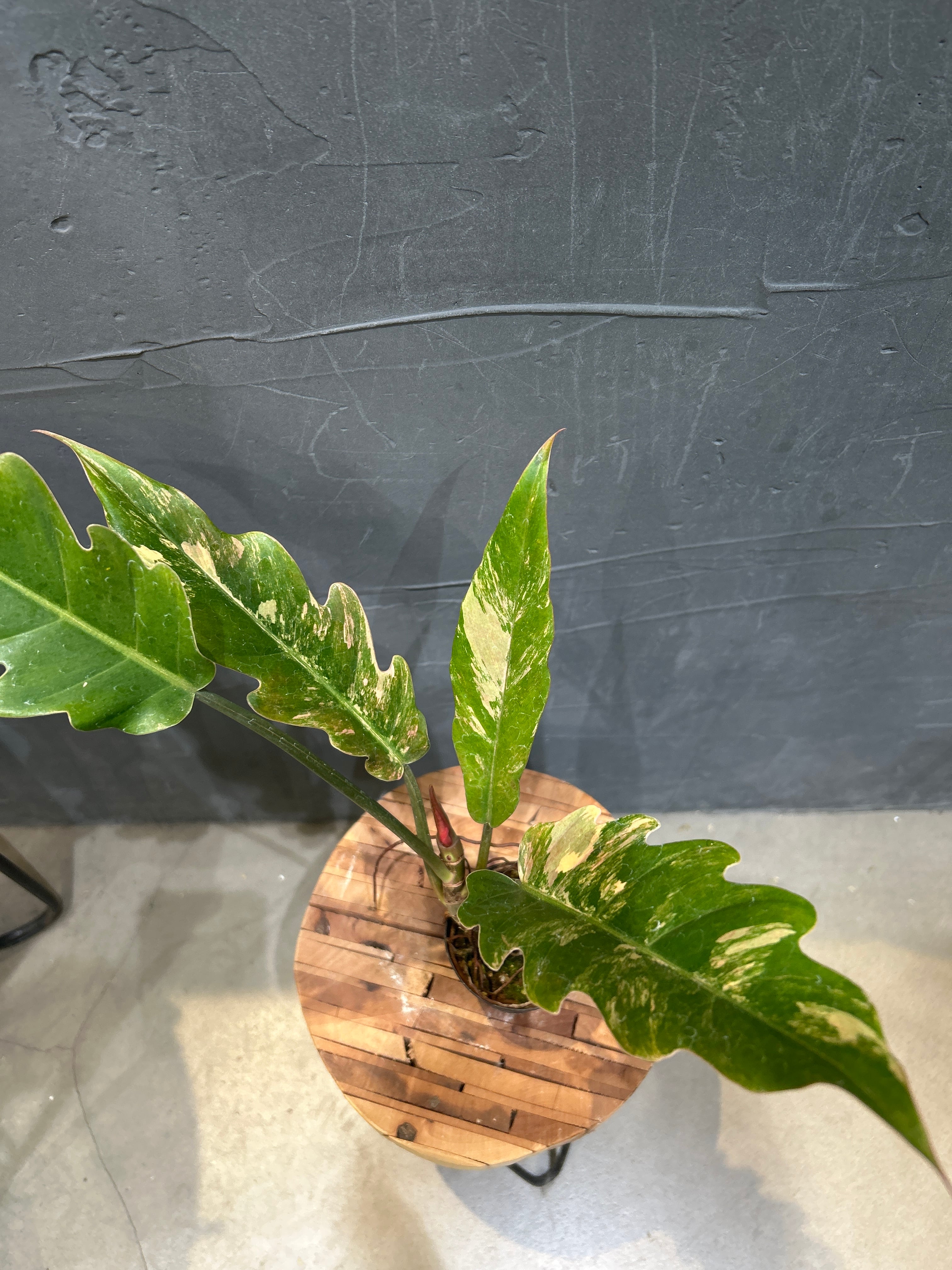 B フィロデンドロン キャラメルマーブル ファイヤータイガー