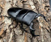 【WD】《ダイオウヒラタ 東ジャワ産 83mm ペア》