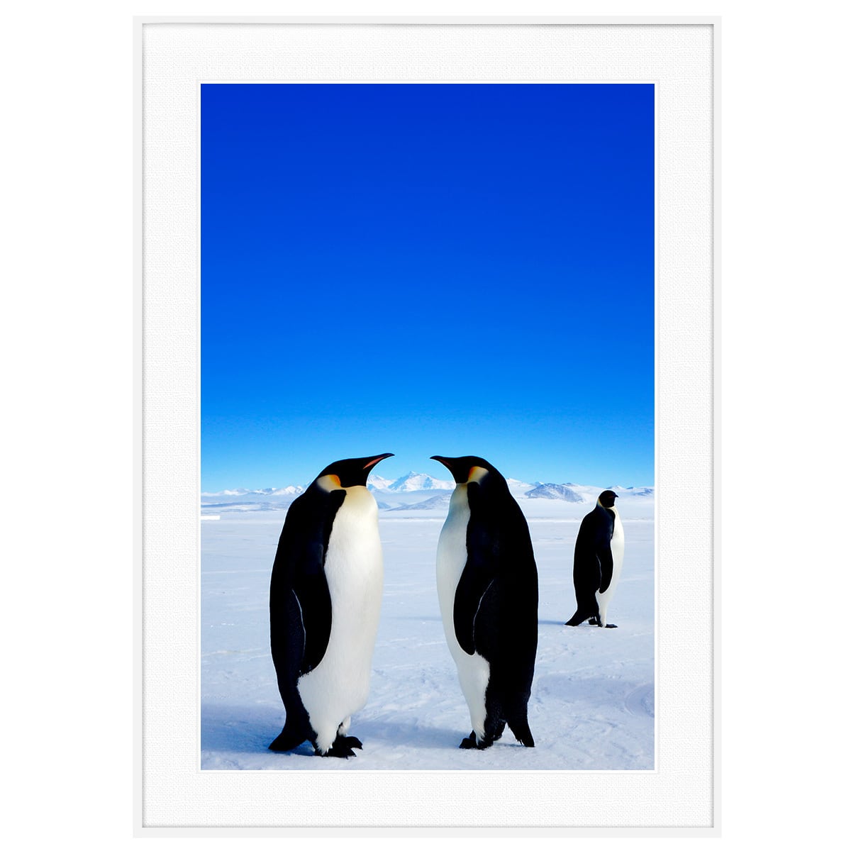 動物写真 向かい合う皇帝ペンギン インテリアアートポスター額装 AS2567