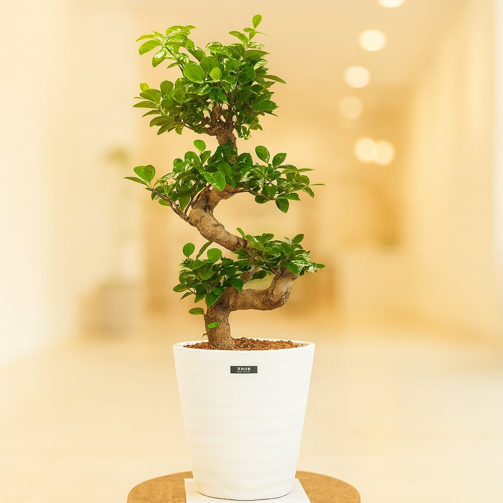 ガジュマルS字 7号 | インテリアグリーンショップ【NANOHA