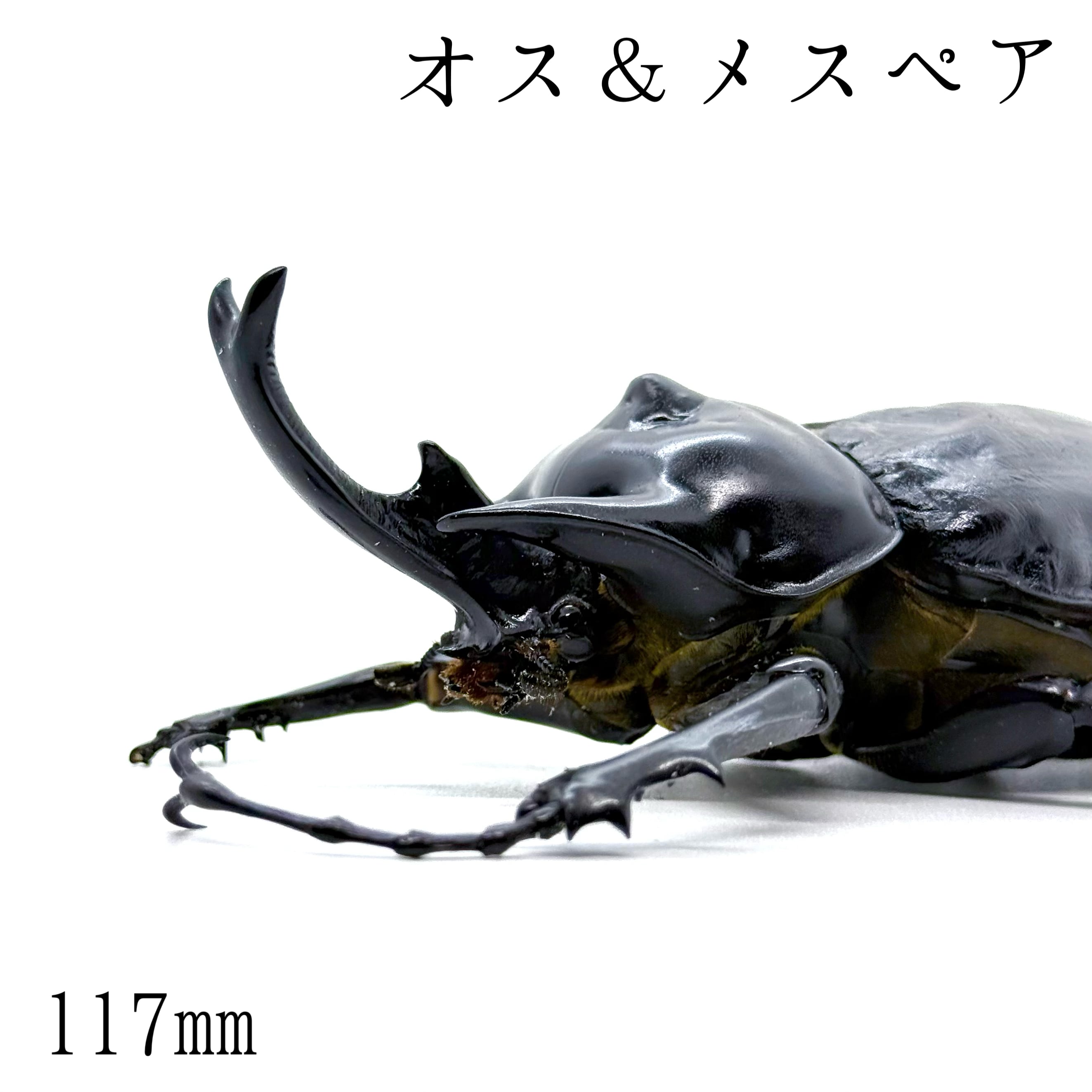 117㎜ / 成虫 / オス&メスペア / レックスゾウカブト