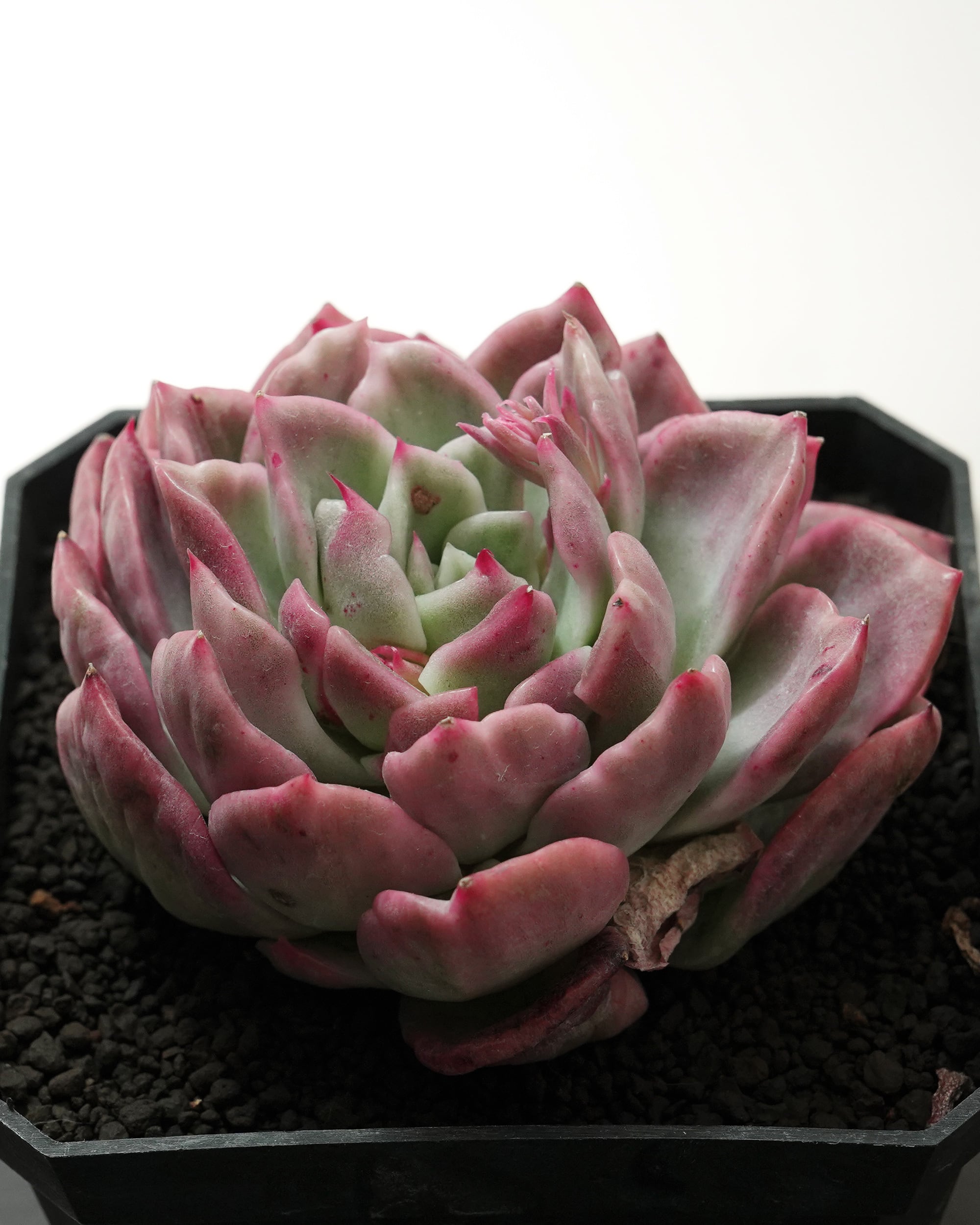 抜き苗 ダドレア グノマ Dudleya gnoma | PUKUBOOK SUCCULENTS