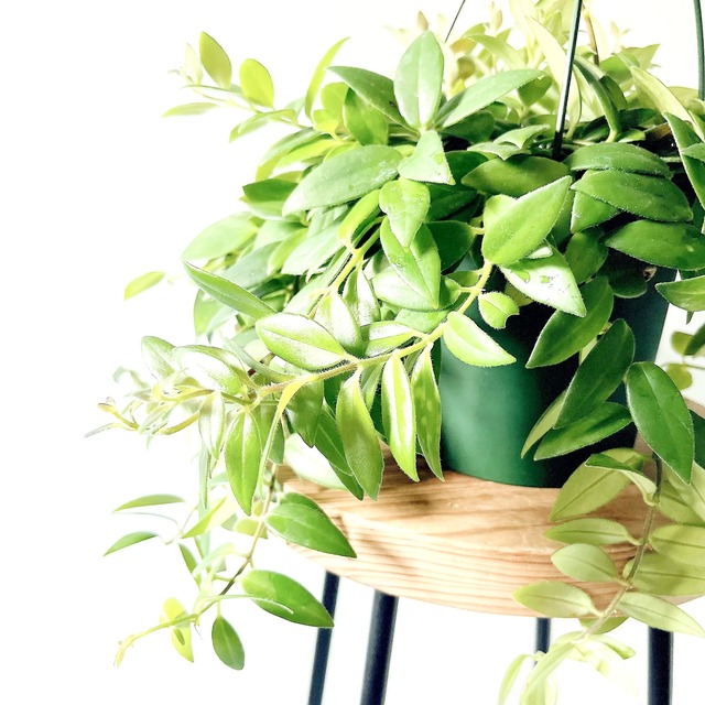 《初入荷》エスキナンサス カロインプルーブ 観葉植物 calm cafe