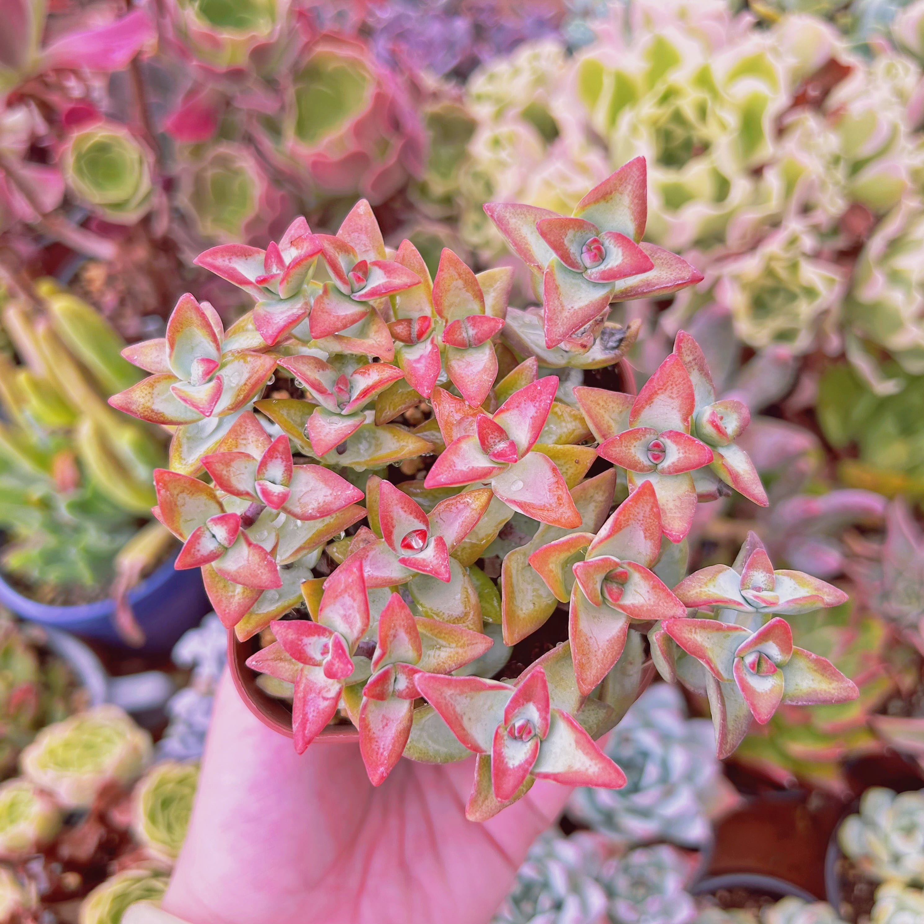 #016現物　多肉植物　Love Letter