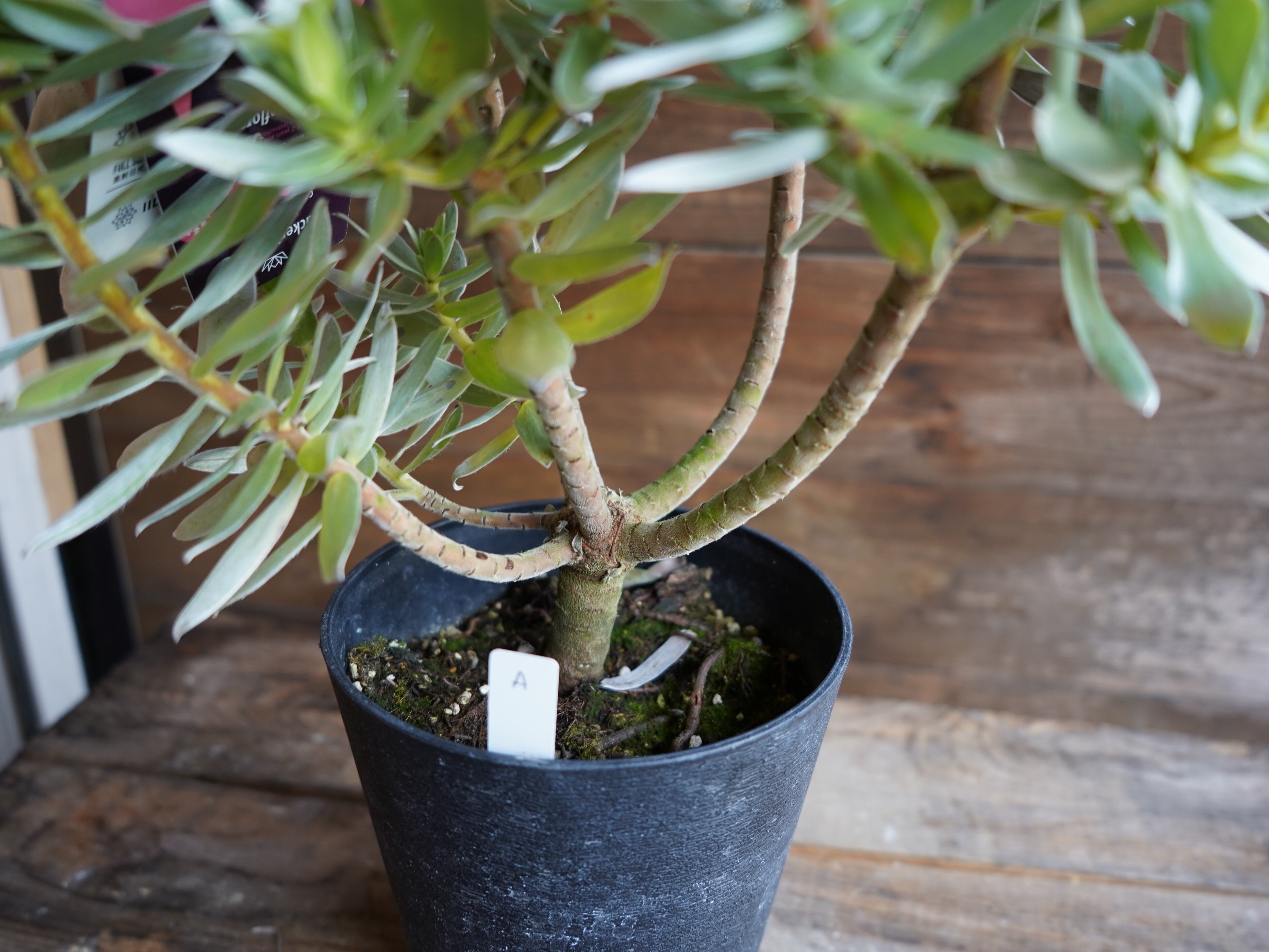 【現物】ミメテス　”クラッカージャックシルバー”　A