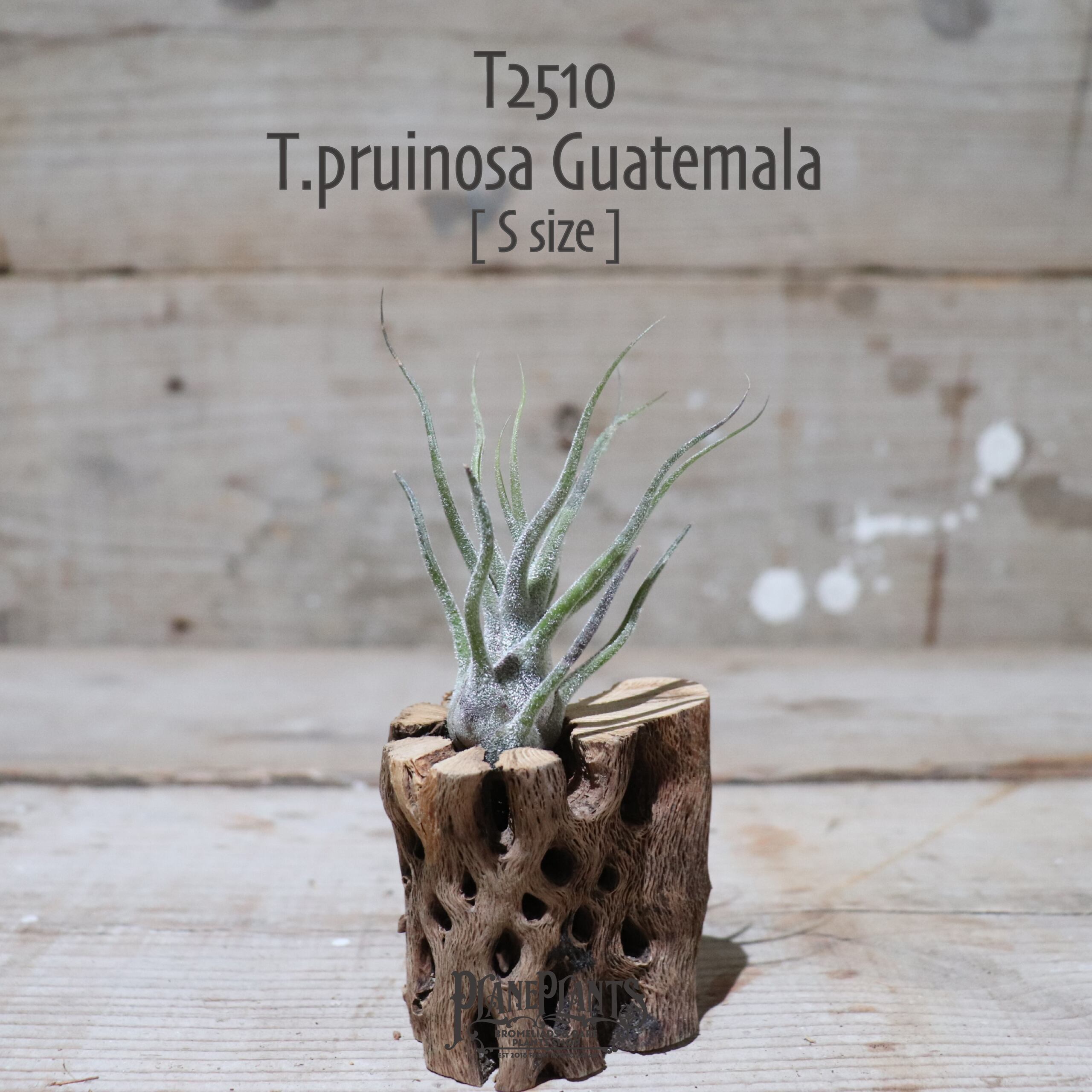 【送料無料】プルイノーサ グアテマラ S〔エアプランツ〕現品発送T2510