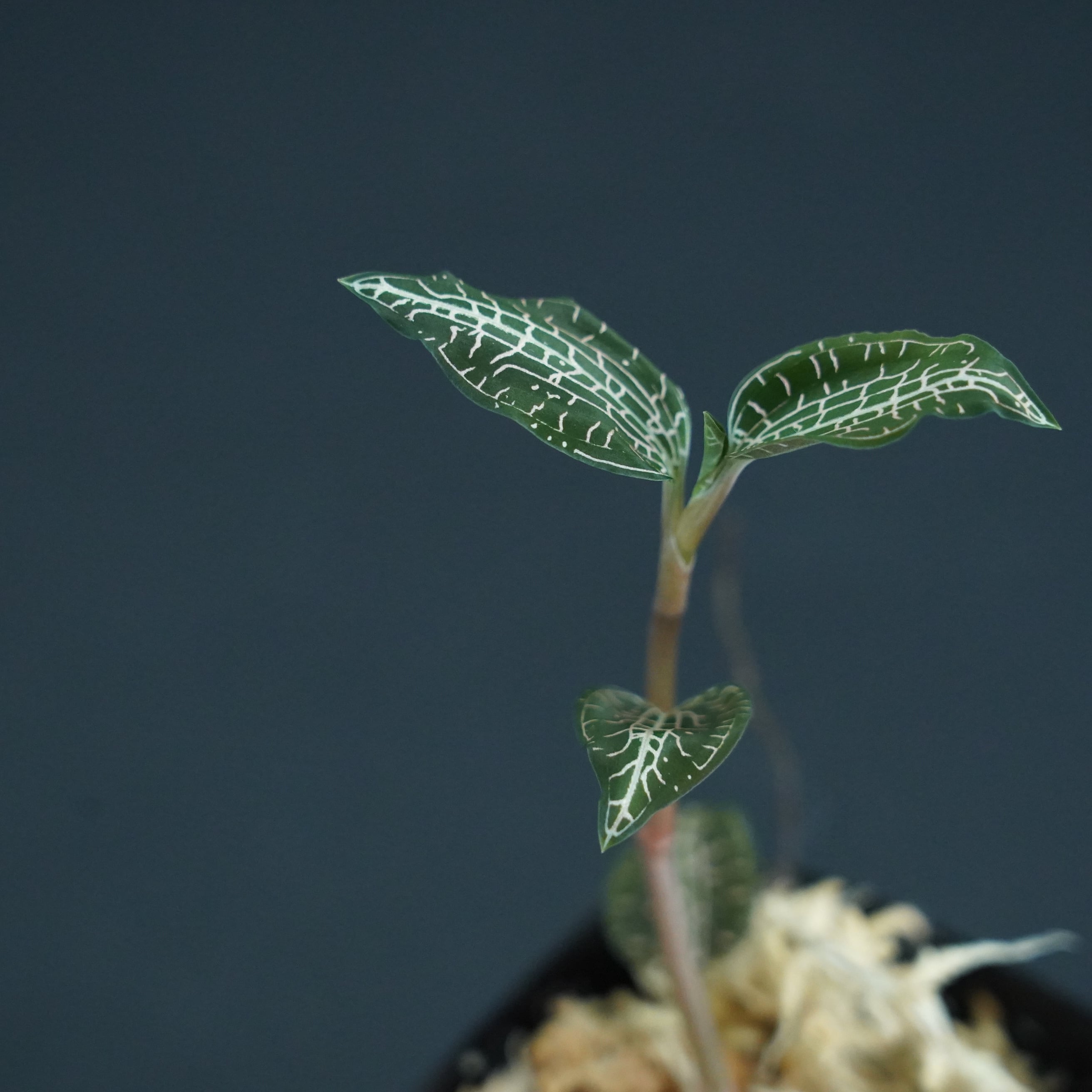 ◆現品◆グッディエラ sp. カンボジア産【ジュエルオーキッド宝石蘭/石崎バイオ】#637