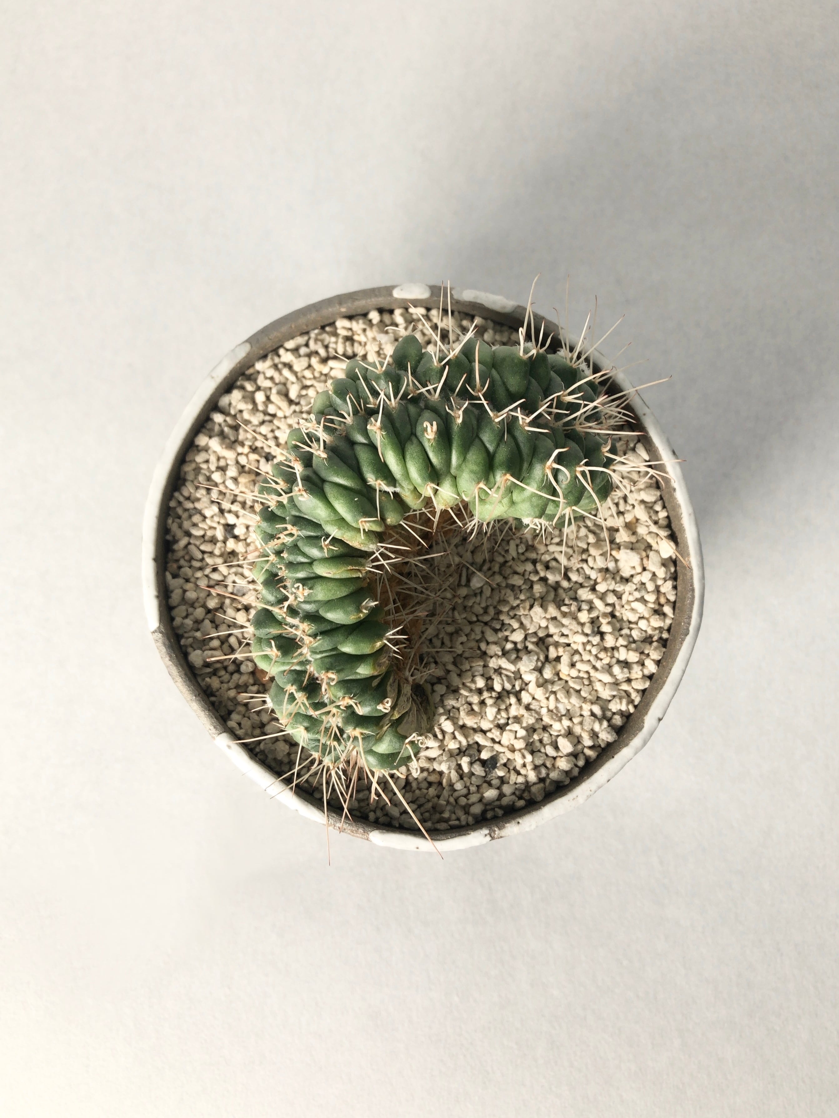 マミラリア ・白竜丸綴化 | trigger