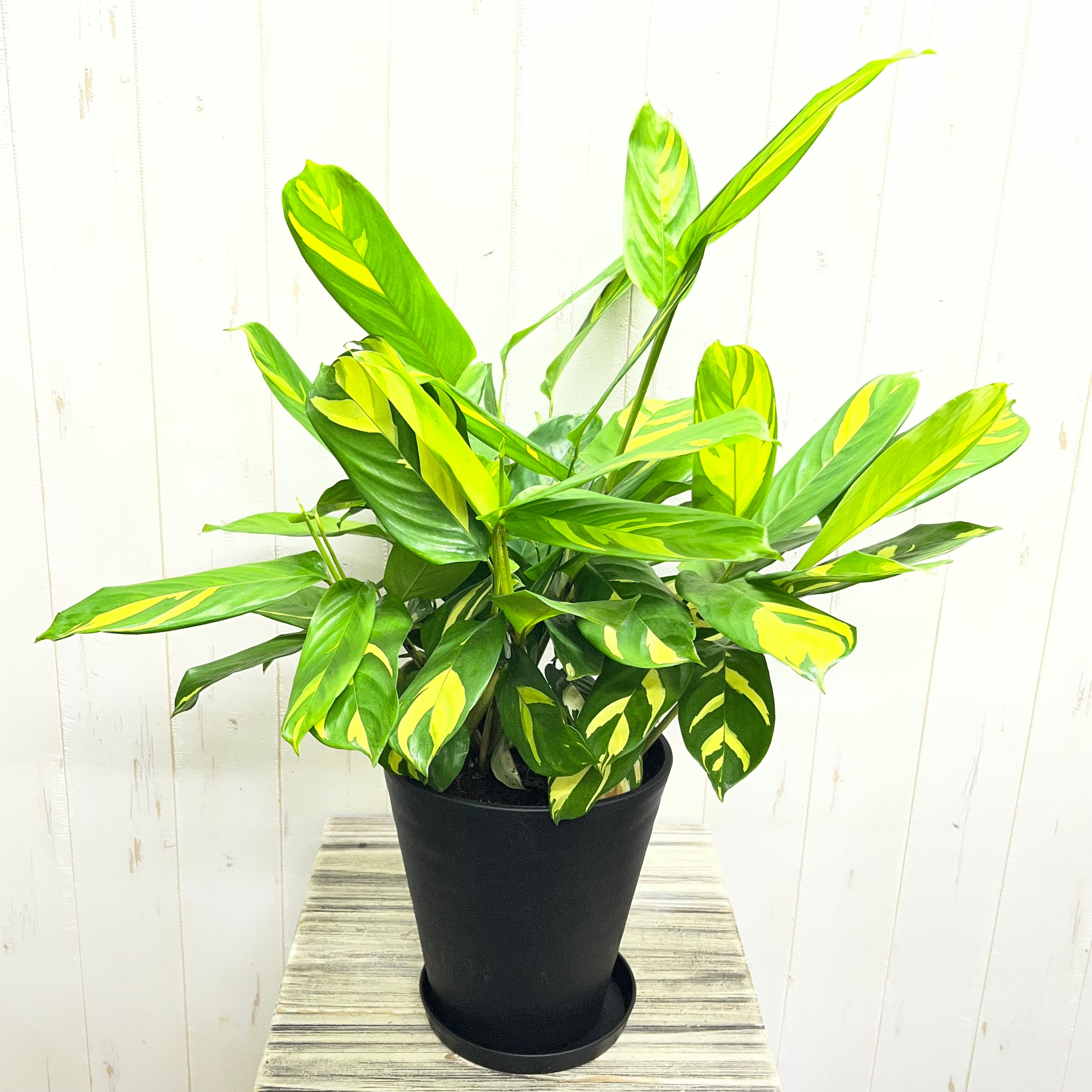 PLANTS SHOP OLIVE