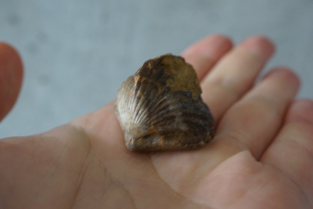 モロッコ産腕足類化石  Rynchonella sp. 1067