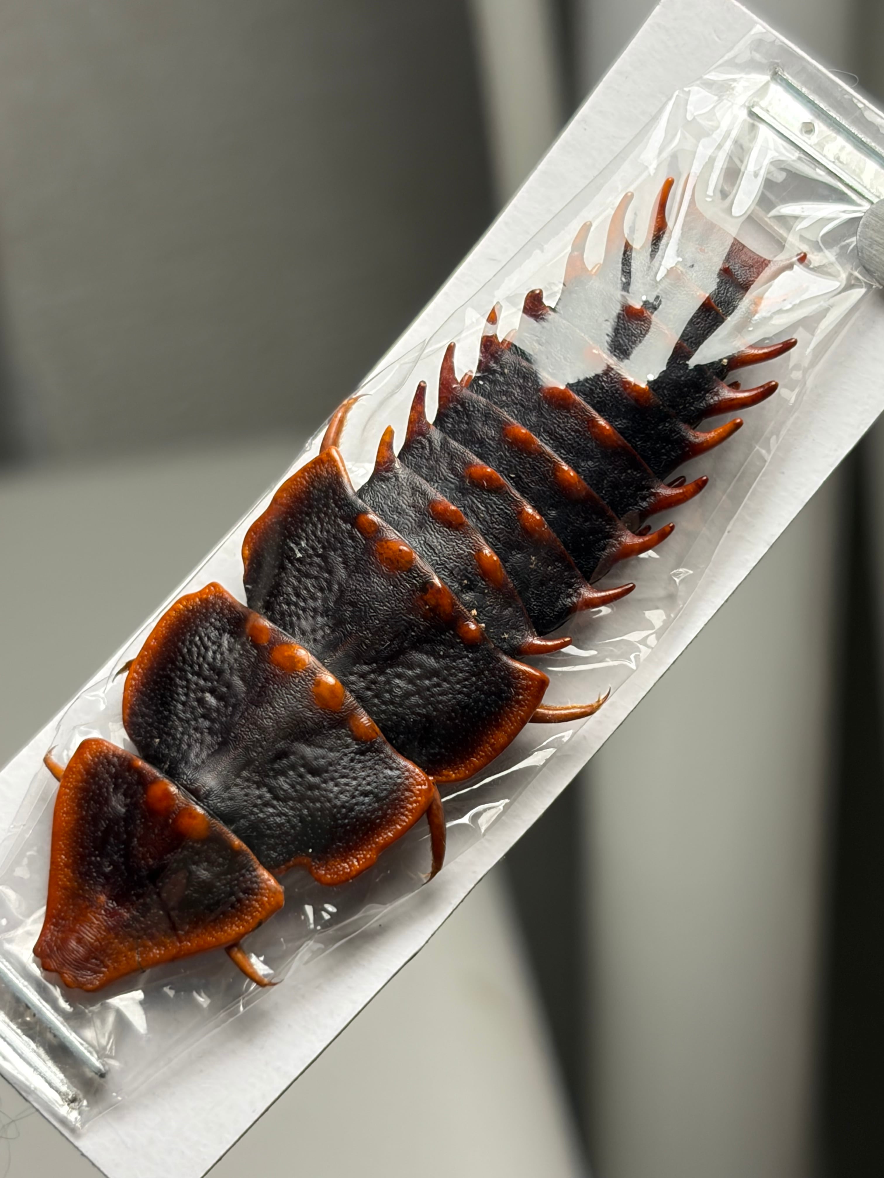 カーニバル、昆虫標本2 標本 | オモニキチュウ