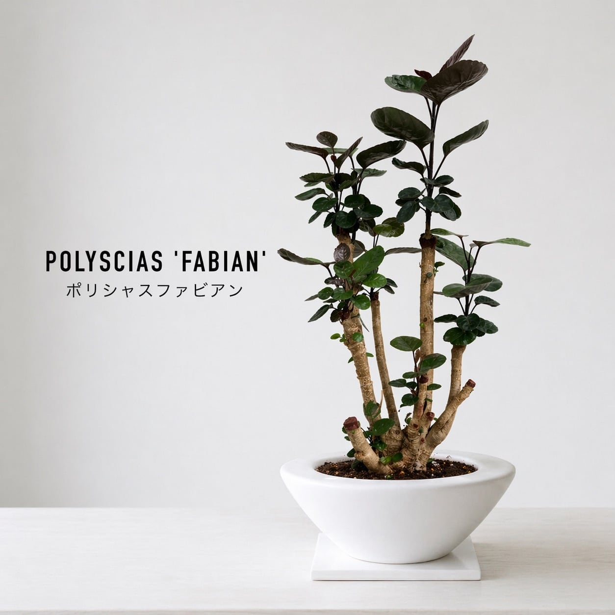 ポリシャス ファビアン ファイバー鉢 お皿付き インテリアツリー】ポリシャス・ファビアン 7号 財運の木（高級平鉢