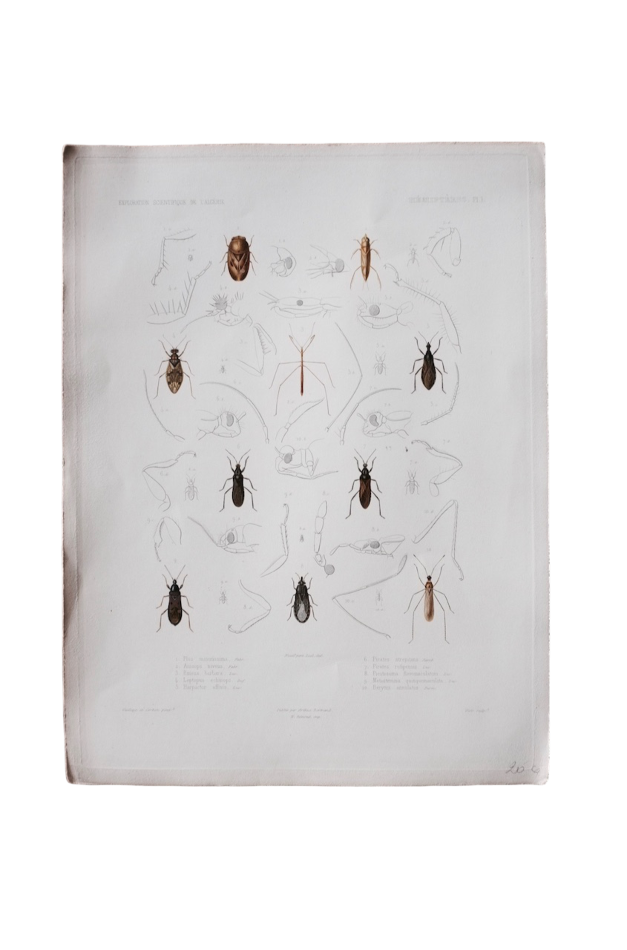 1840s exploration scientifique de l'Alg?rie  37cm  虫の彩色図版c