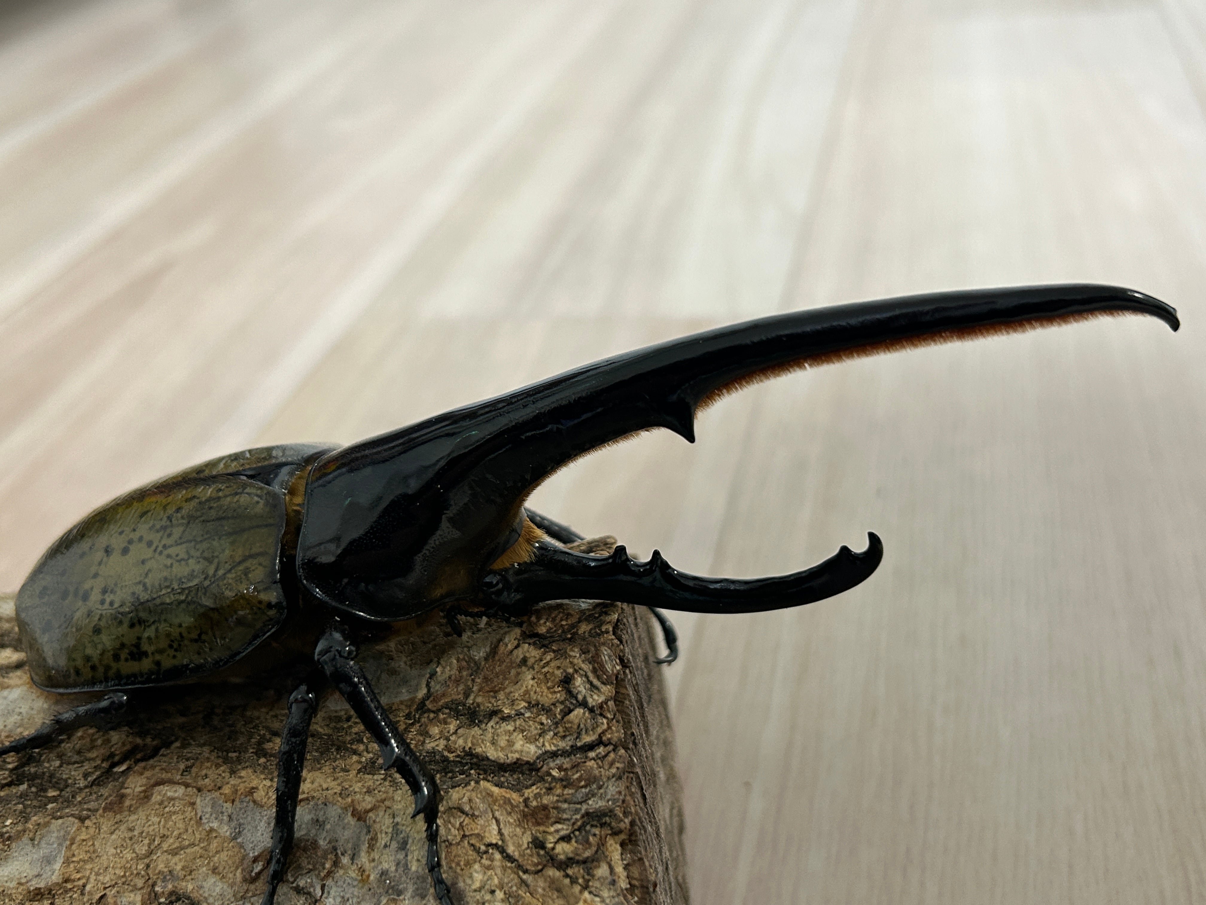 種親に！】ヘラクレスオオカブト ♂167.7mm 《31A×momo835》 | アート