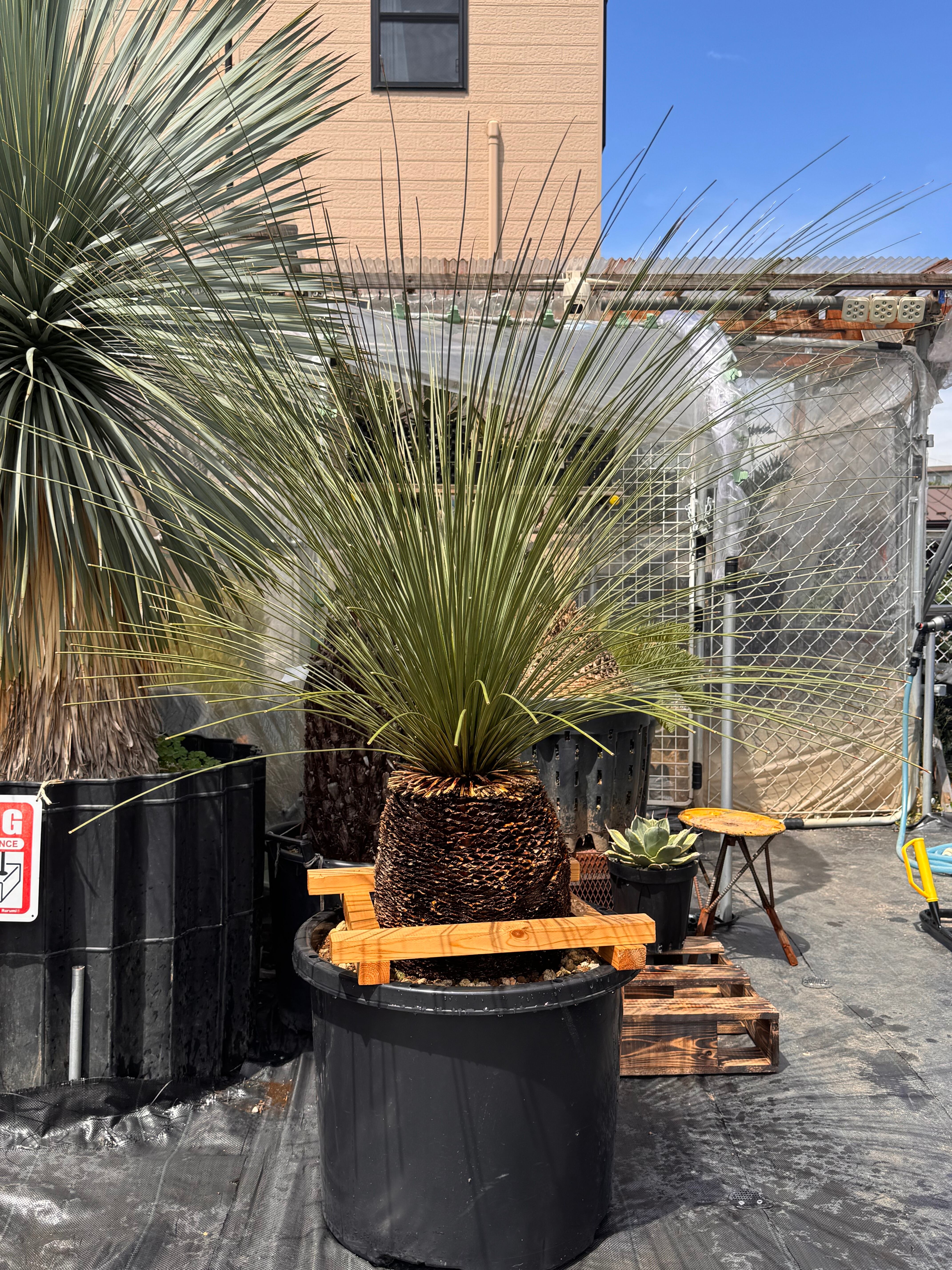 Cycas cairnsiana サイカスカイルンシアナ | +81aqua.plants