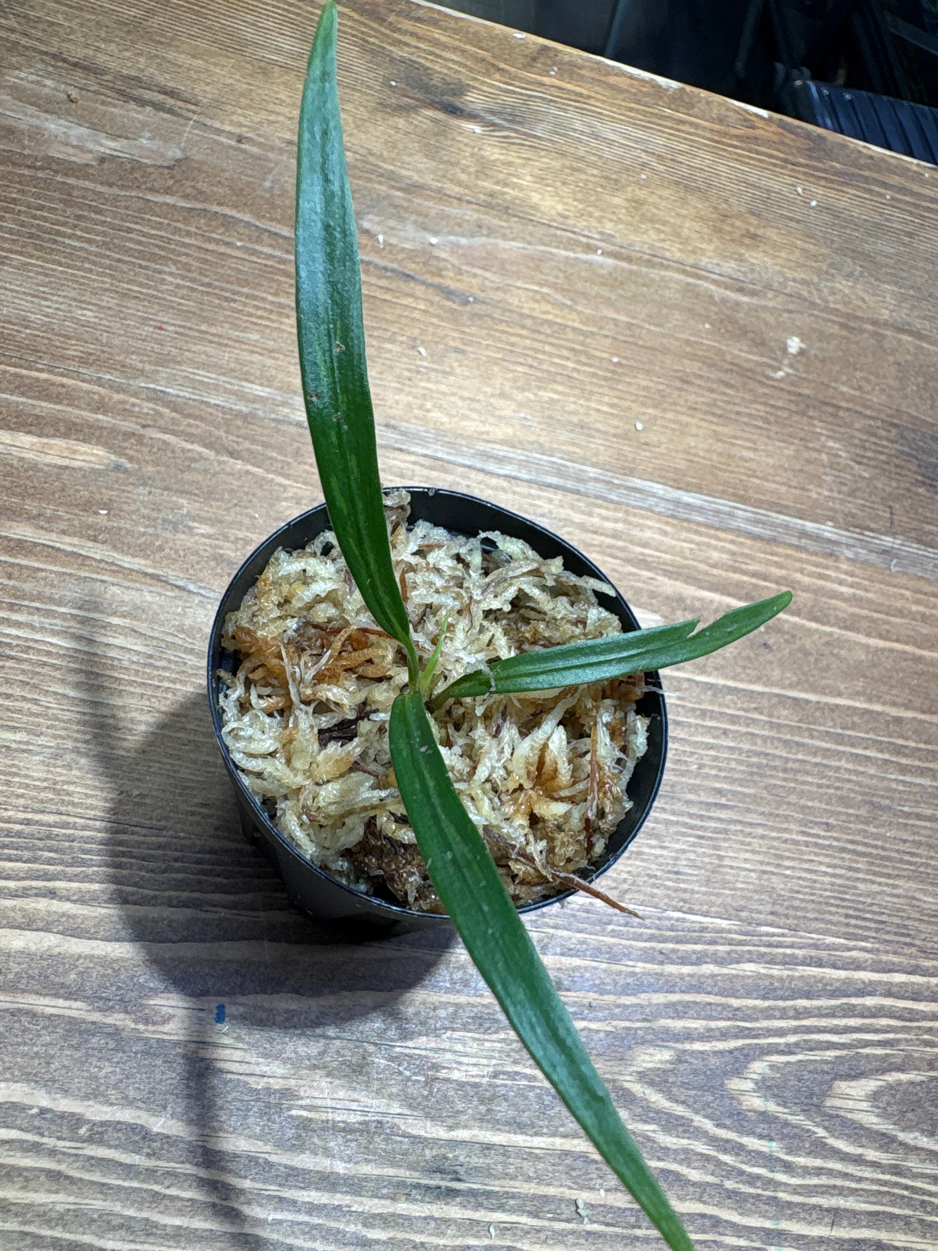Homalomena hyb. 濡鳥×スラウェシナロー(神畑)【YR2301-f1】①