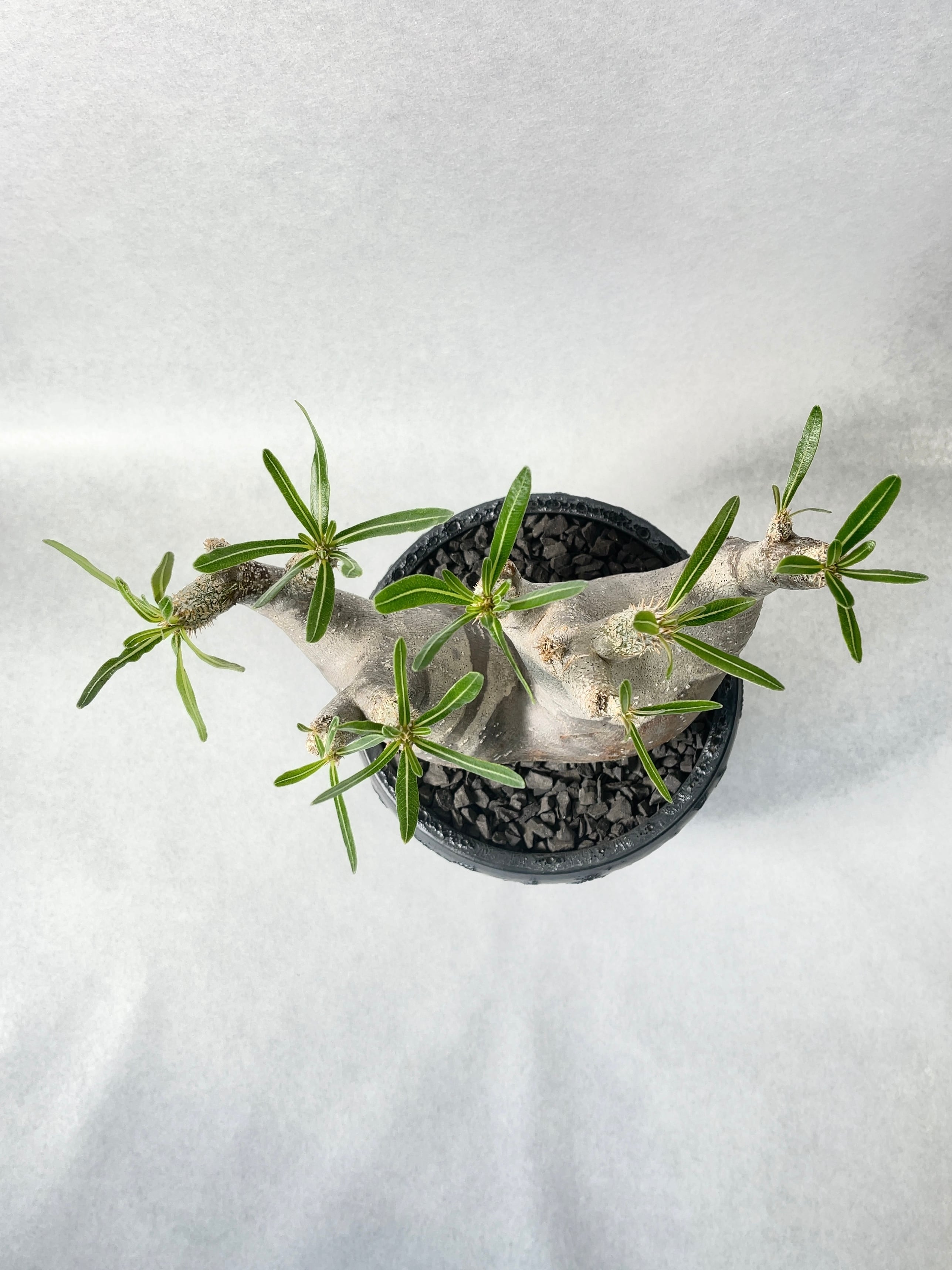 発根済み　パキポディウムイノピナーツム Pachypodium rosulatum var. inopinatum 【発根済み】 〈幹