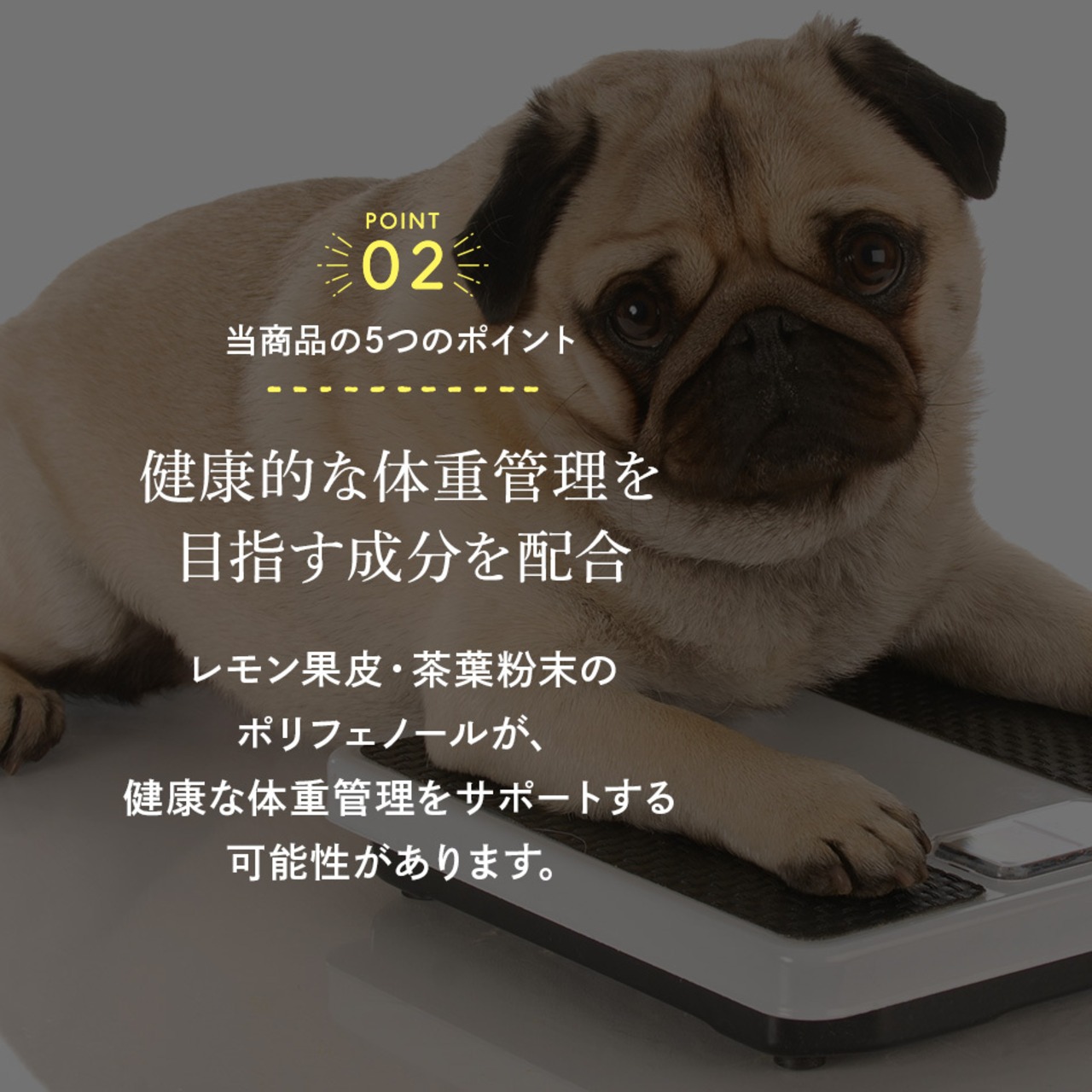 【送料無料】カテキンキューブ 8個セット｜ 犬用おやつ/ドッグフードのペットフードショップ ホウワ