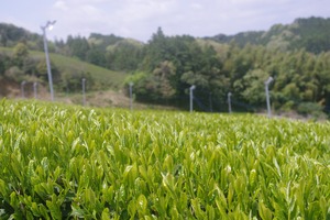 お茶の葉まるごとパック(4g×30ヶ入）