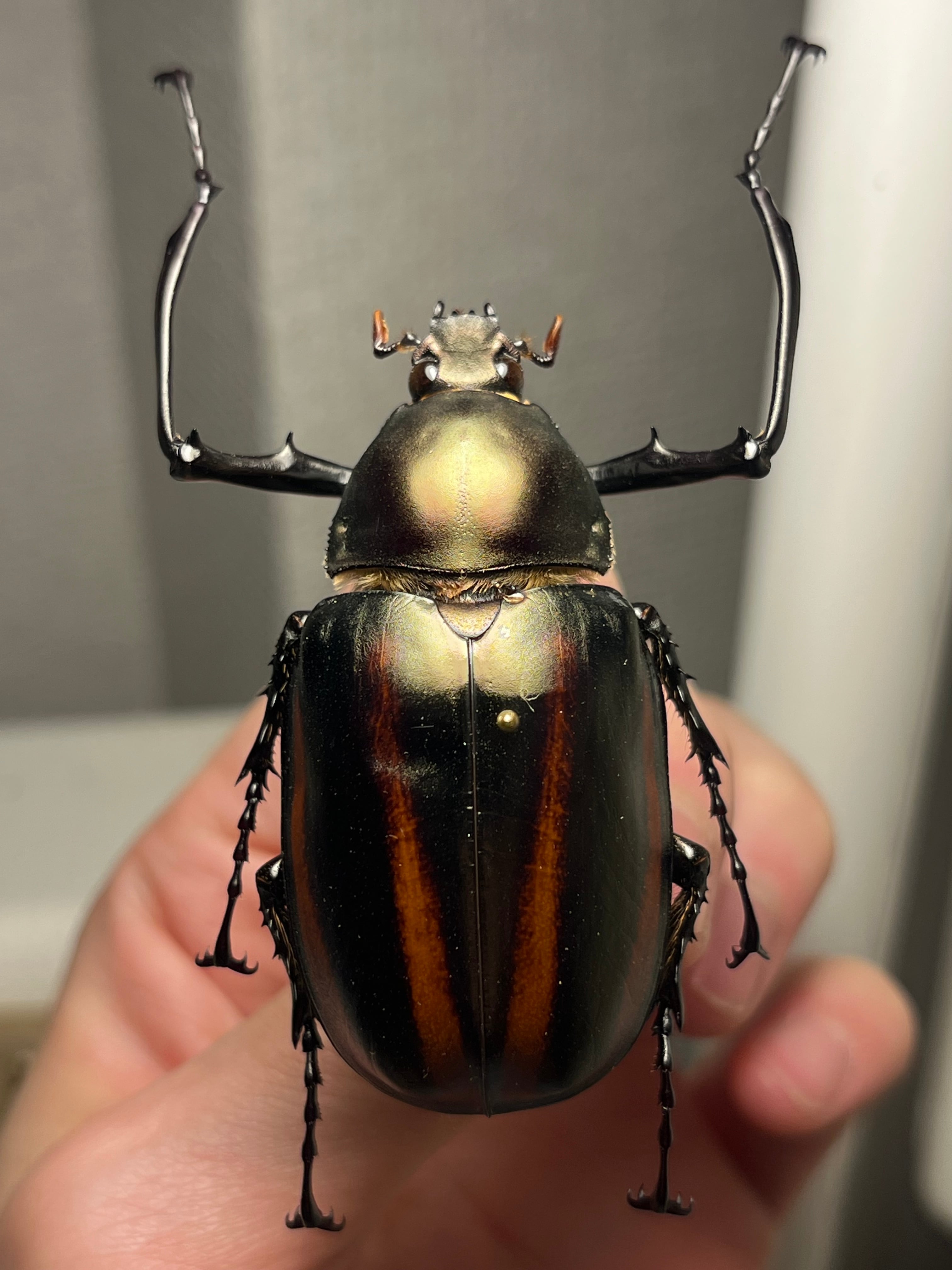 手長黄金最高峰】セスジドウナガテナガコガネ ♂標本 プラチナコガネ
