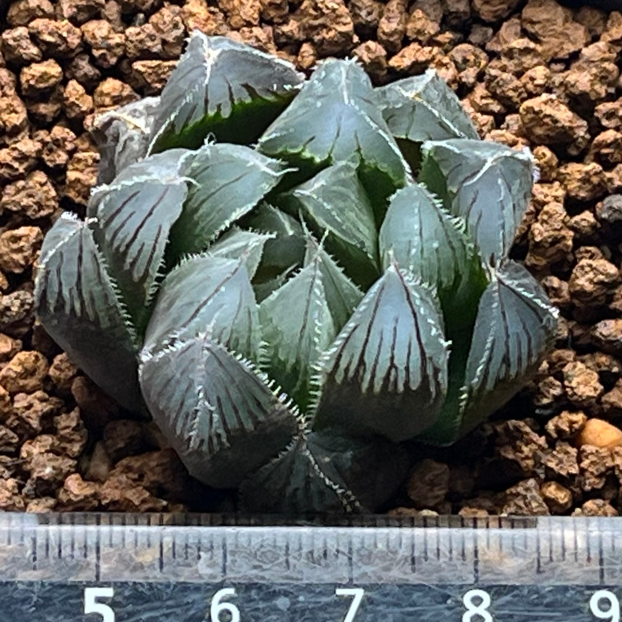 ハオルチア 雫絵巻 | mocono_plants