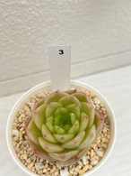 輸入苗　☆アメイジンググレイス × ブルードラゴン No.3