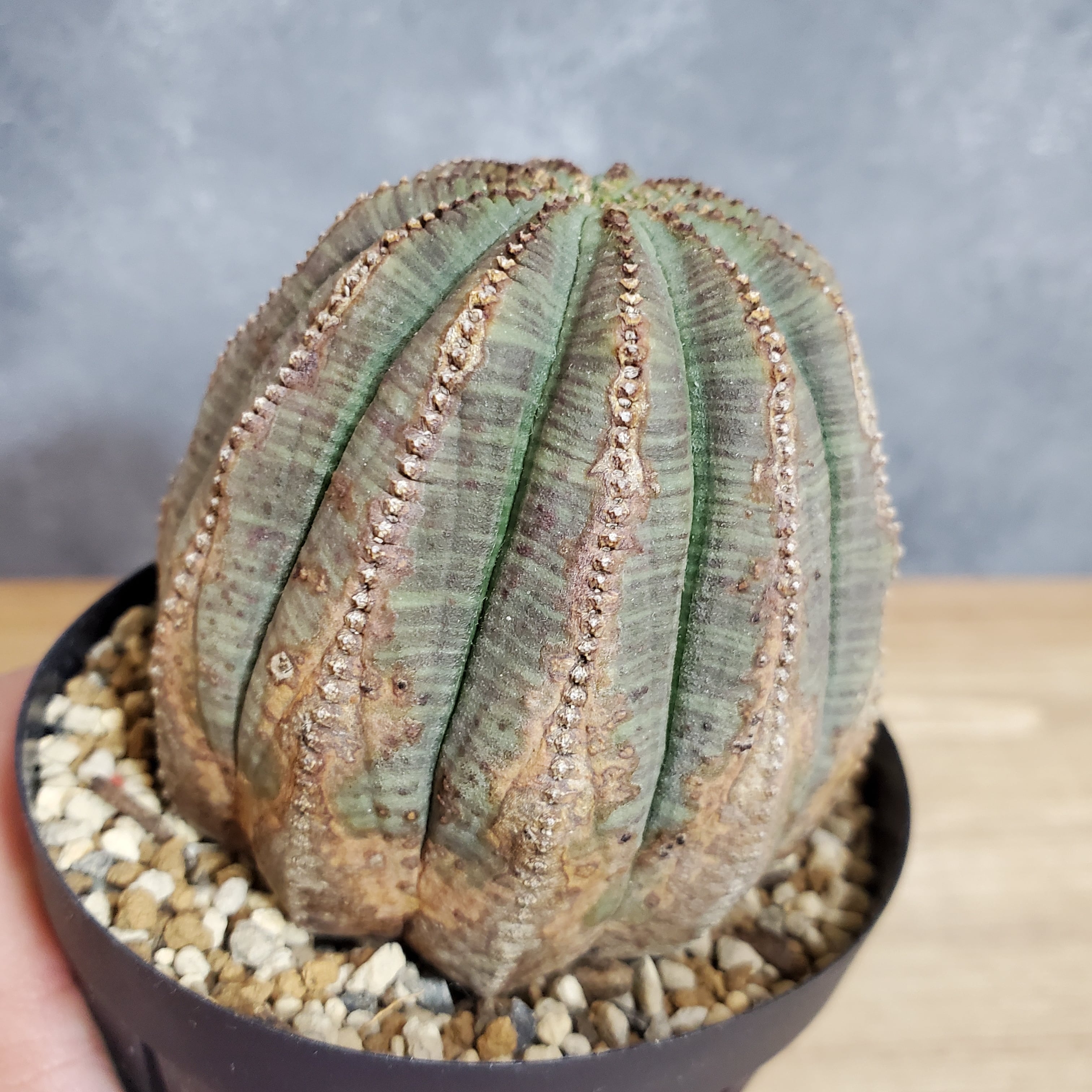 【木質化11稜】 Euphorbia Obesa ユーフォルビア オベサ | Libaran_Plants〜ユーフォルビア オベサ 専門店オンラインスト〜 powered by BASE