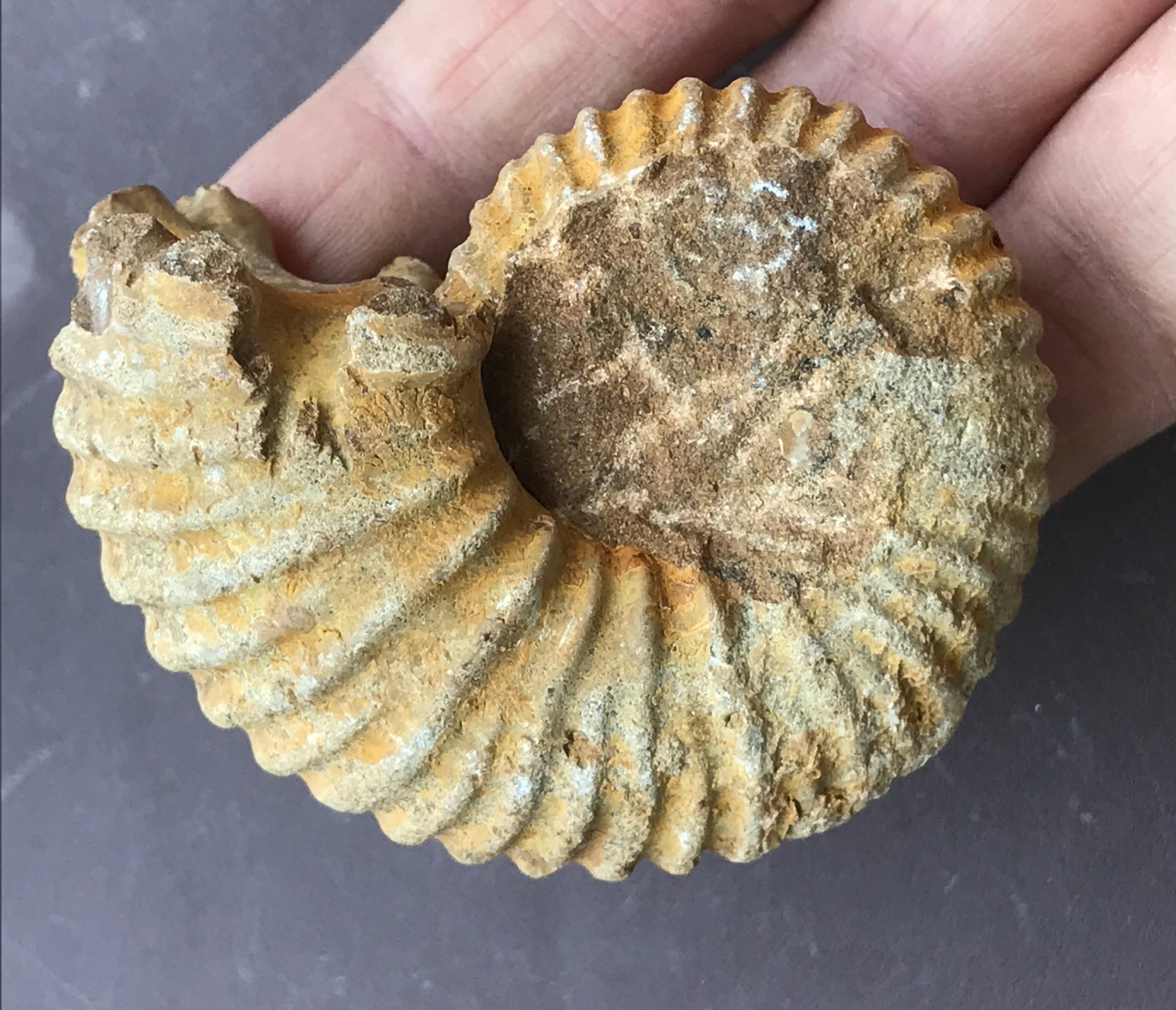 マダガスカル　メナベ産　アンモナイト化石　大サイズ　稀少 マダガスカルメナベ産アンモナイト化石大サイズ稀少