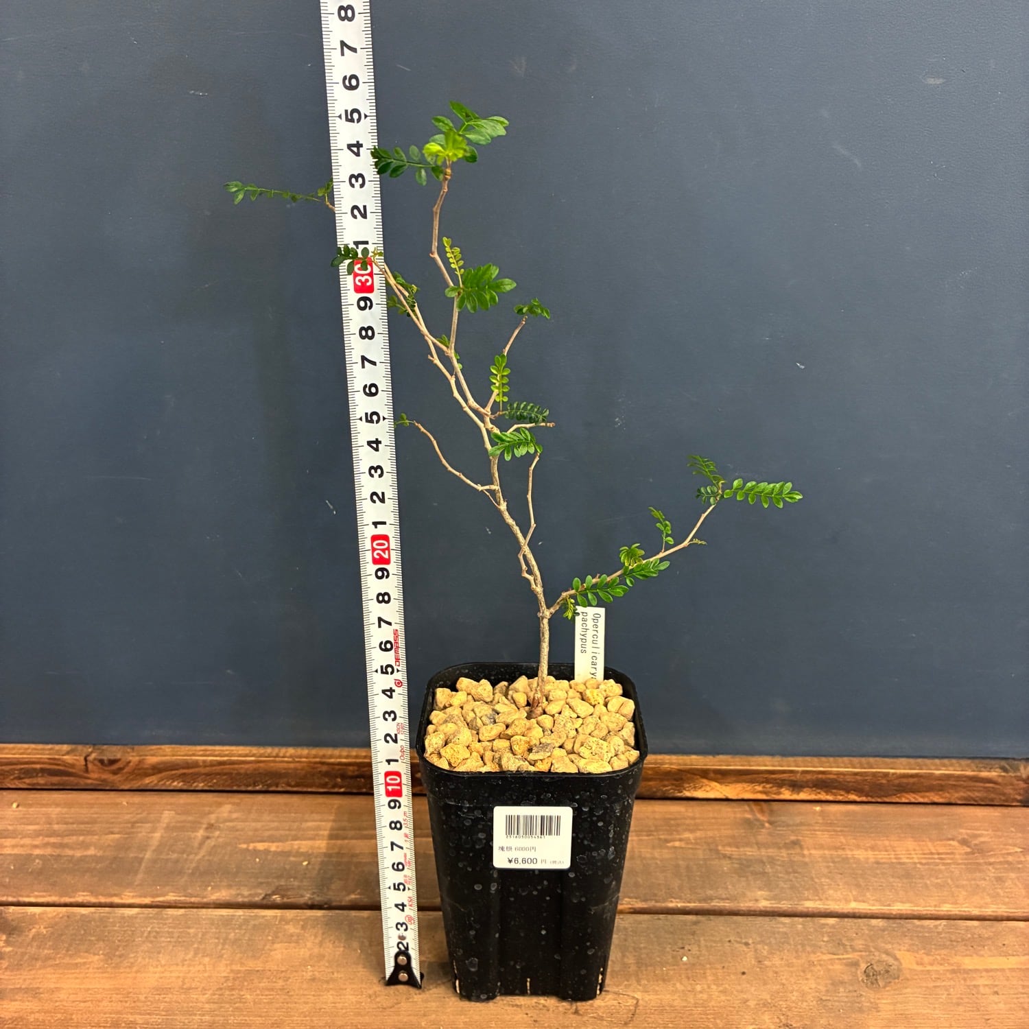 オペルクリカリア　パキプス　塊根植物　多肉植物　観葉植物 オペルクリカリア パキプス【534】 | PROTOLEAF プロトリーフ