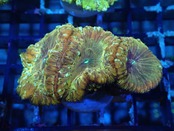 Blastomussa UniqueColor Frag 2