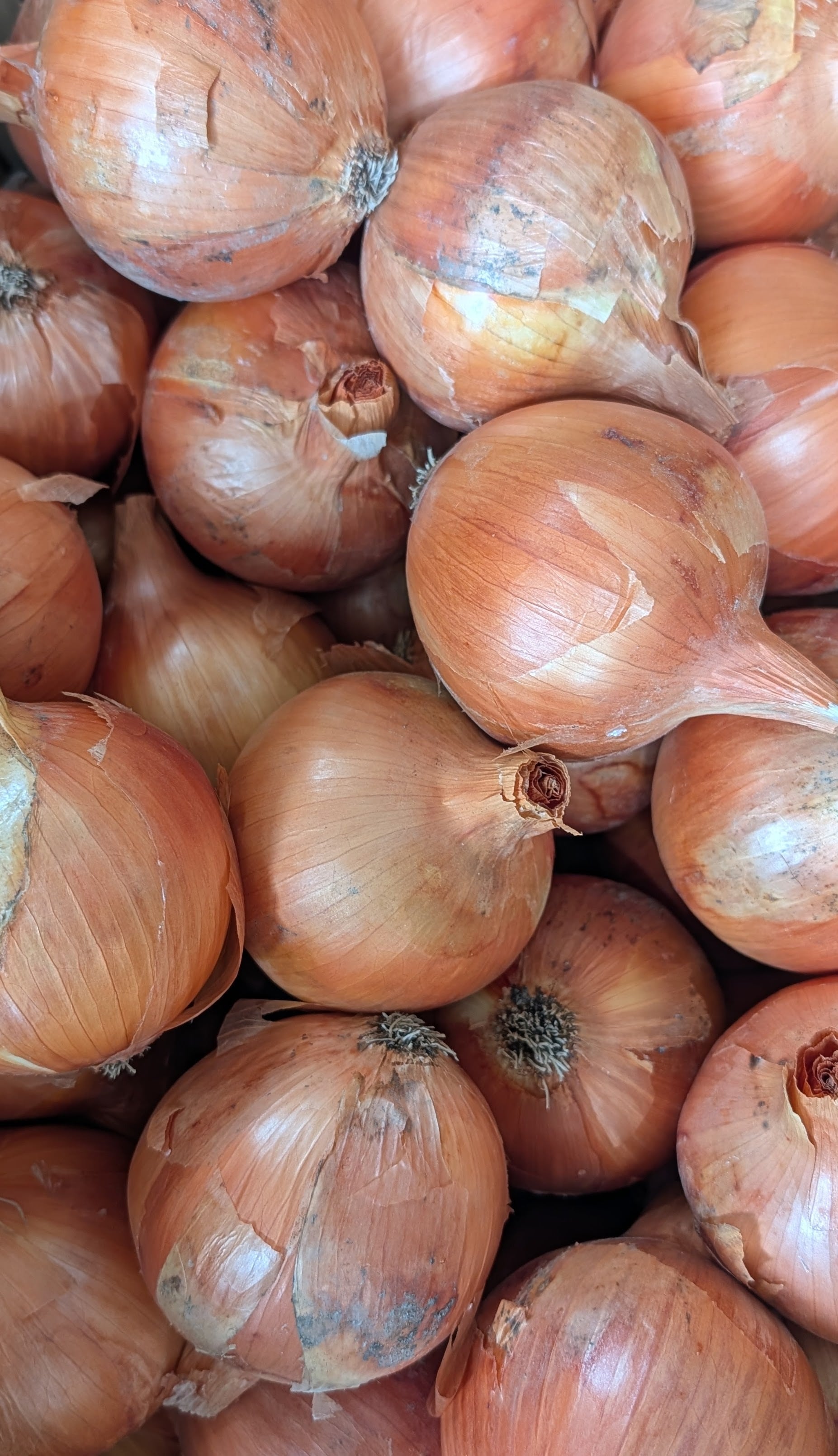 淡路島産玉葱 訳あり 10kg 玉ねぎ たまねぎ タマネギオニオンonion