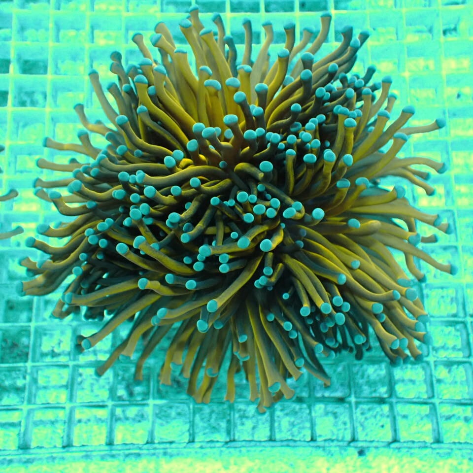 ハナサンゴ / Torch | HOUSE REEF(ハウスリーフ)サンゴ・海水魚・海藻