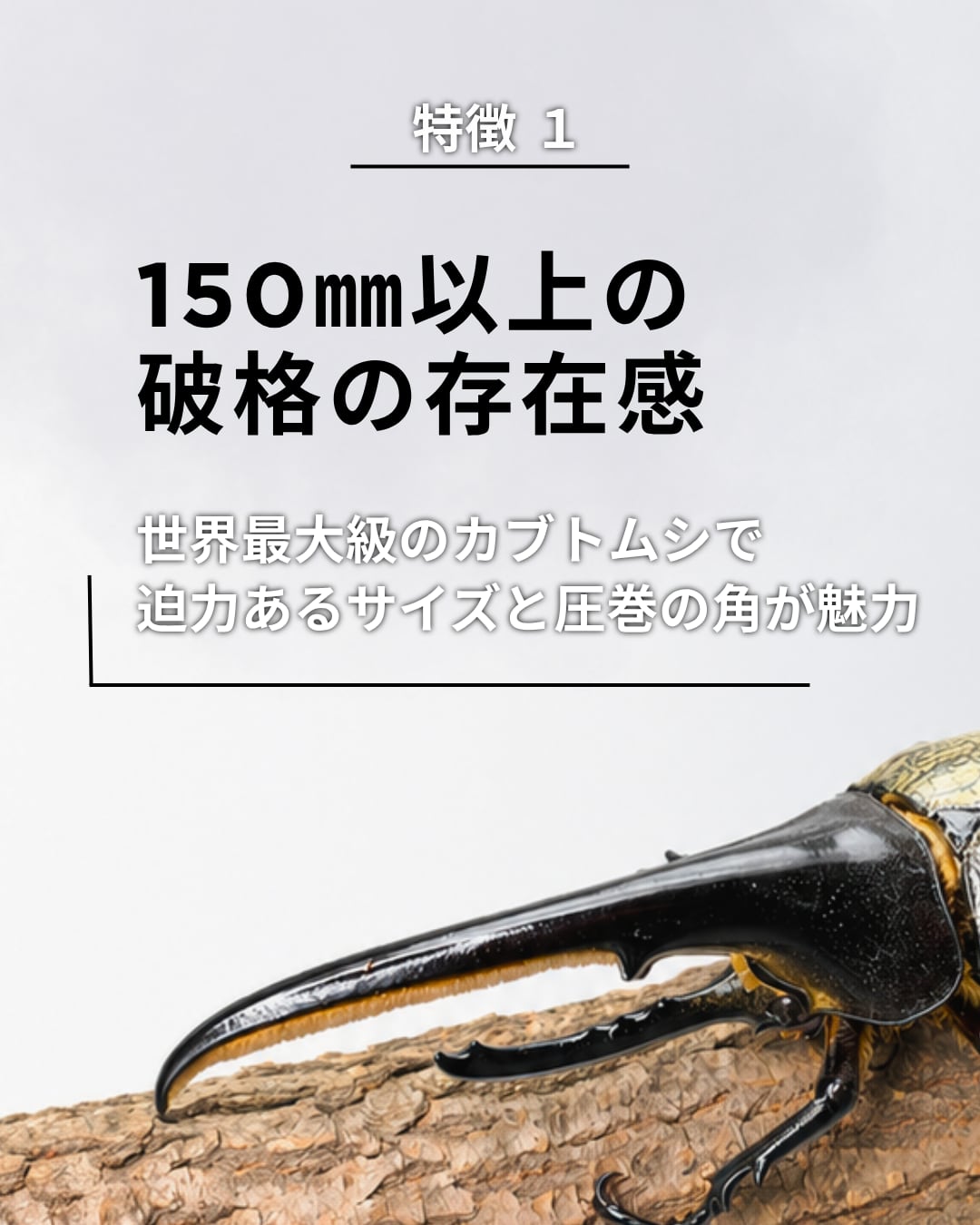 死着保証◯】150mm以上 ヘラクレスオオカブト 成虫 オス 【オプション 