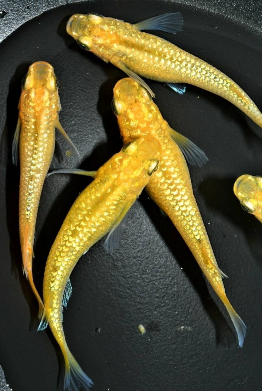 めだか | ✿桜庵めだか✿sakura-style٭❀*