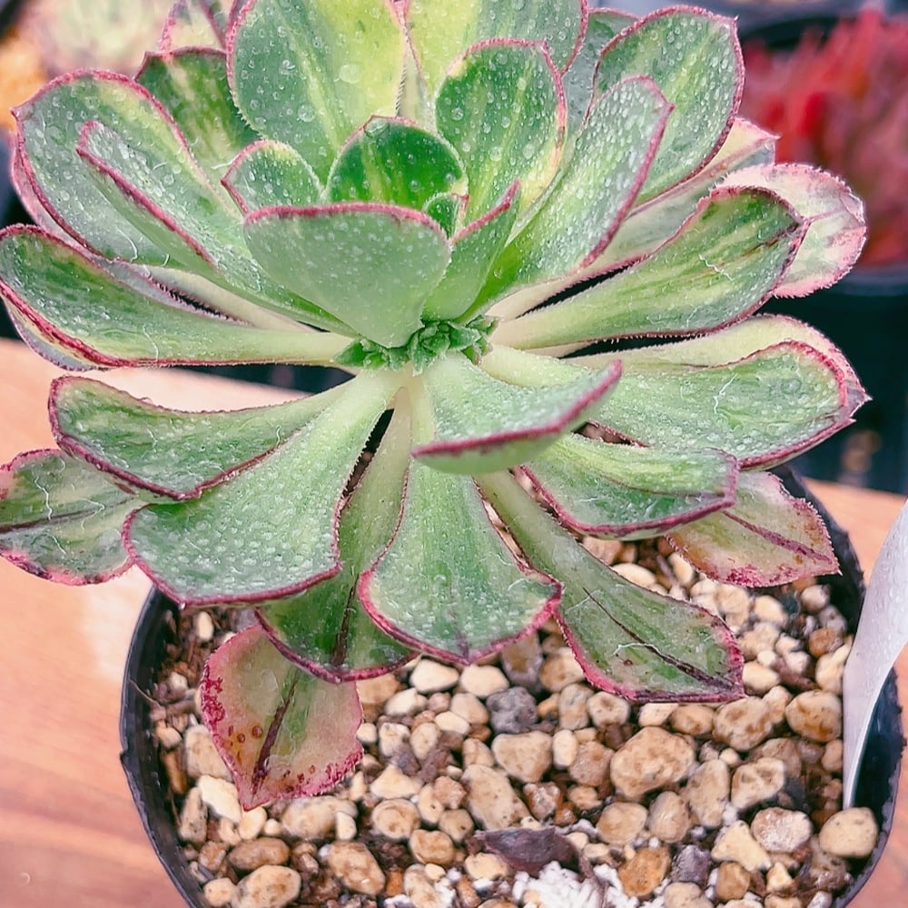 多肉植物 アエオニウム 彩蝶 美苗 #2 | Pay ID