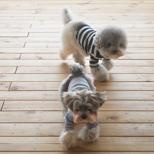 【予約】[ togethering ] Multi Striped T-Shirt｜Navy