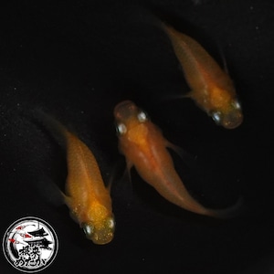 〖1ペア〗初恋ダルマ　メダカ 成魚｜改良メダカ 人気品種 メダカ販売
