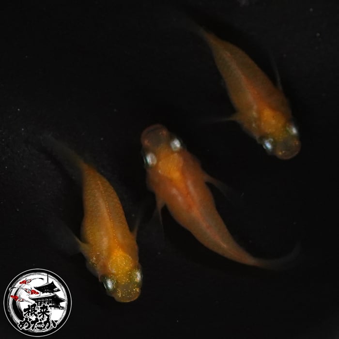 〖1ペア〗初恋ダルマ　メダカ 成魚｜改良メダカ 人気品種 メダカ販売