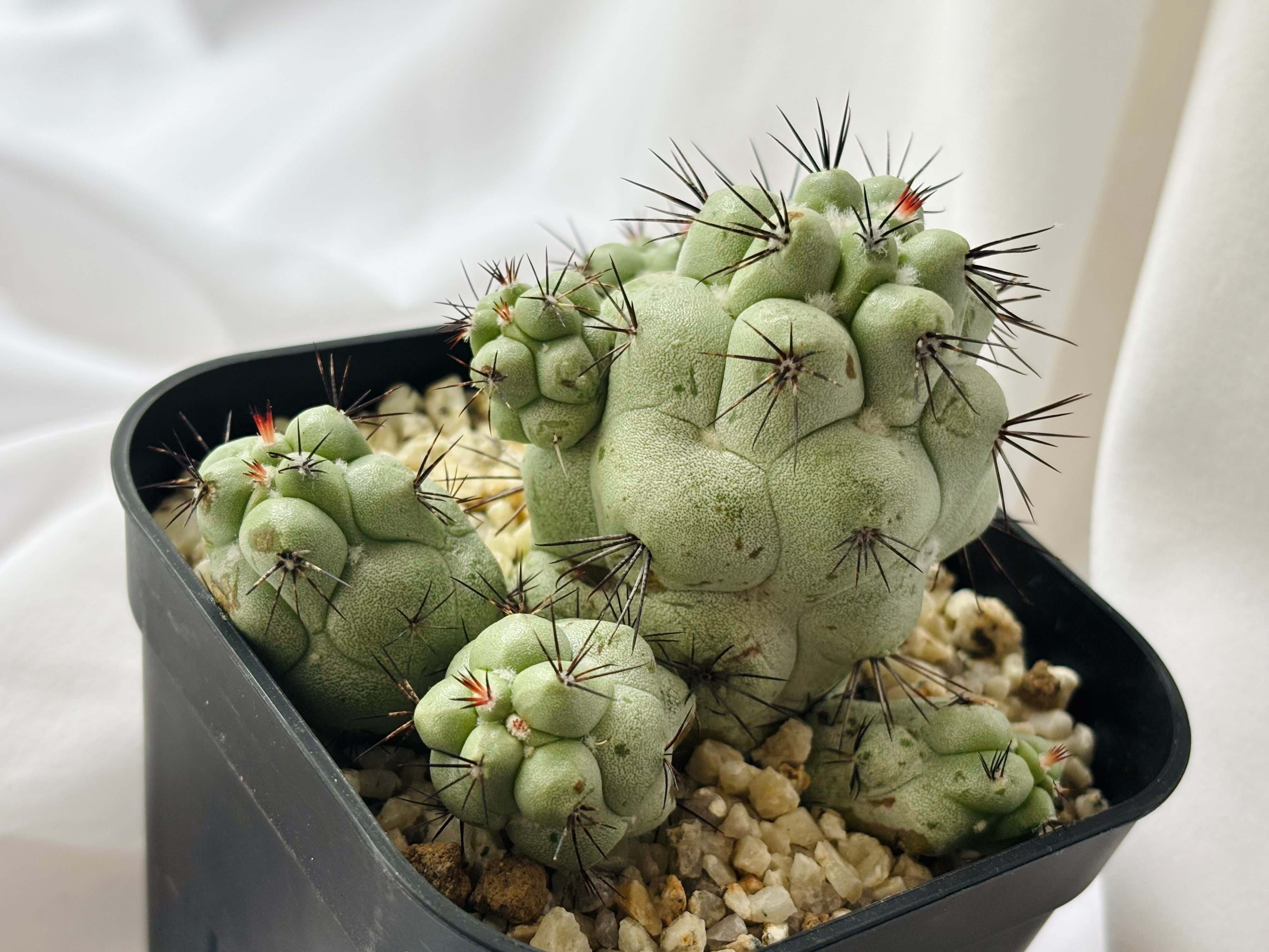 マクドガリー　サボテン　群生 2023年に買って（育てて）よかった植物 | もすレコ。